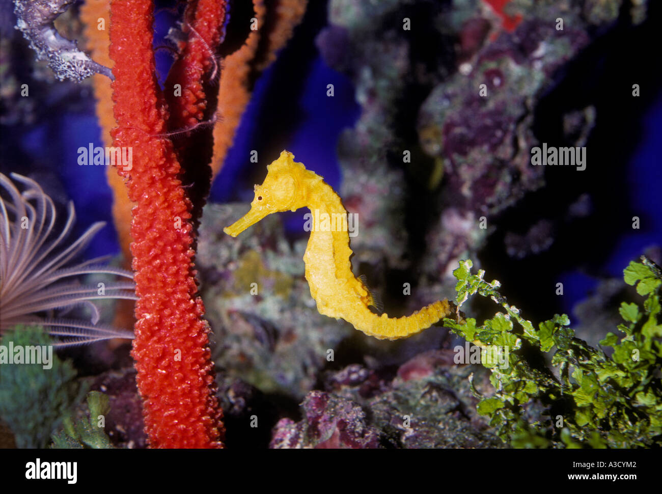 Giallo kuda Cavalluccio Marino Hippocampus kuda, osservatorio sottomarino, Coral World, argento Cay, New Providence, Bahamas Foto Stock