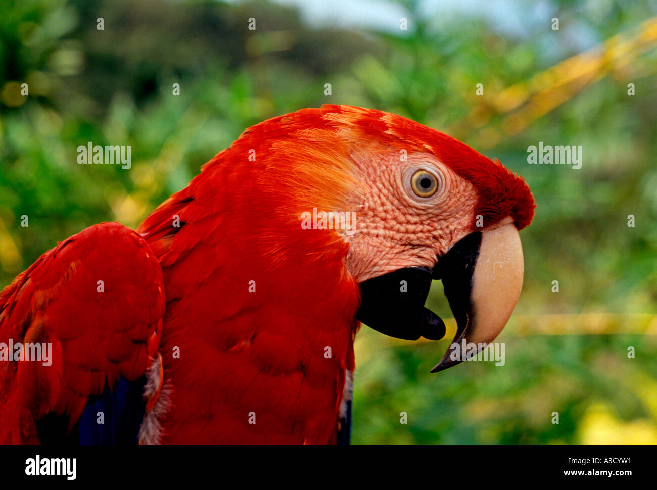 1, uno, scarlet macaw, macaw, macaws, uccelli, uccelli, fiume puraquequara, la foresta pluviale amazzonica, a nord-est di Manaus, Amazonas Stato, Brasile, Sud America Foto Stock