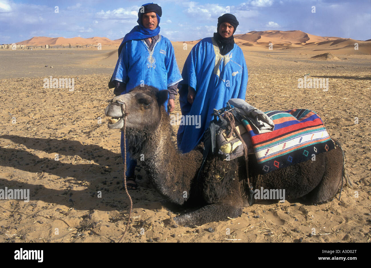 Sahara due tribesmen berbera con un cammello nelle dune di sabbia di Erg Chebbi Marocco meridionale Foto Stock
