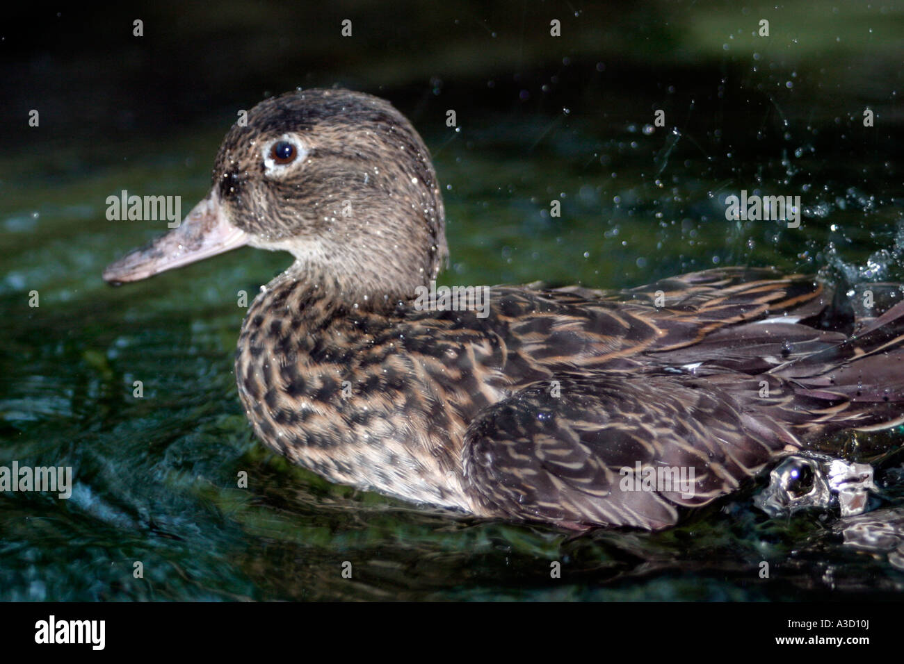 Duck Tampa Florida aquarium mare Aquarium Sea Life pesce di mare pesci dusplay viaggi raggi turisti subacquei serbatoio serbatoio sottomarino o Foto Stock