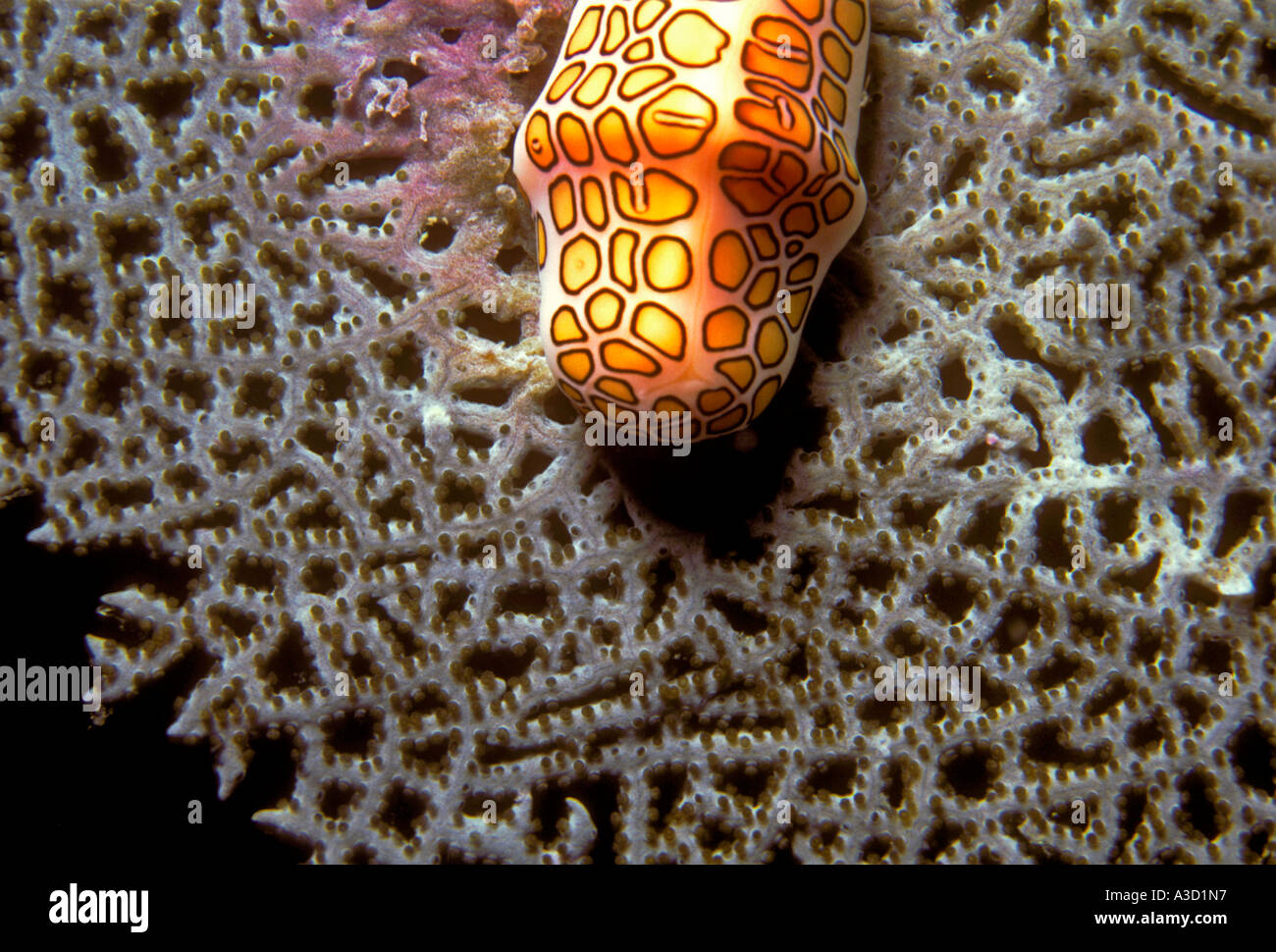 Flamingo tongue lumaca, flamingo tongue lumache, Cyphoma gibbosum, lumaca di mare, lumaca di mare, Pigeon Island, Guadalupa, French West Indies Foto Stock