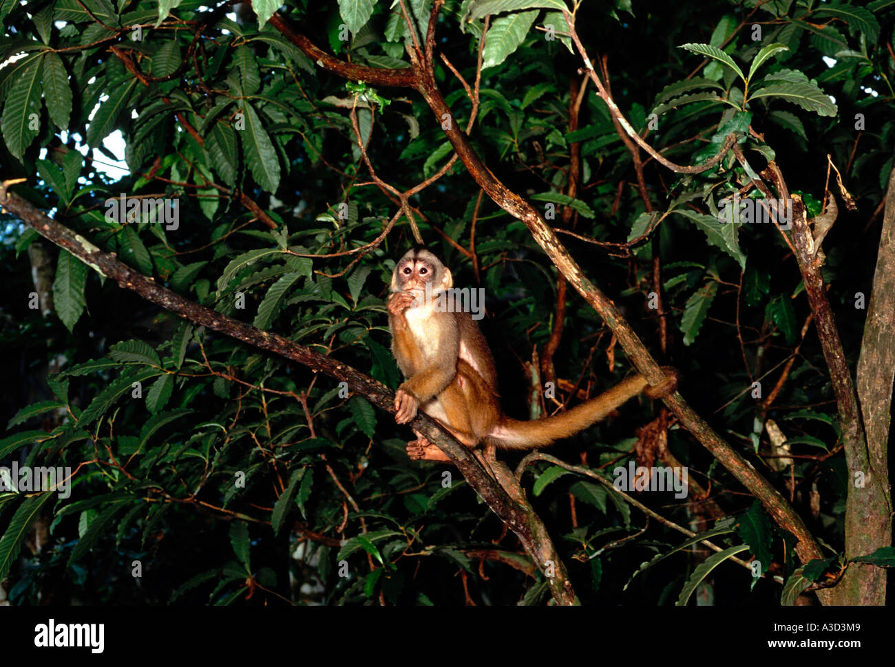 1, uno, cappuccini, scimmia macaco prego, scimmia, ariau river, bacino amazzonico, a nord-ovest di Manaus, Amazonas Stato, Brasile, Sud America Foto Stock