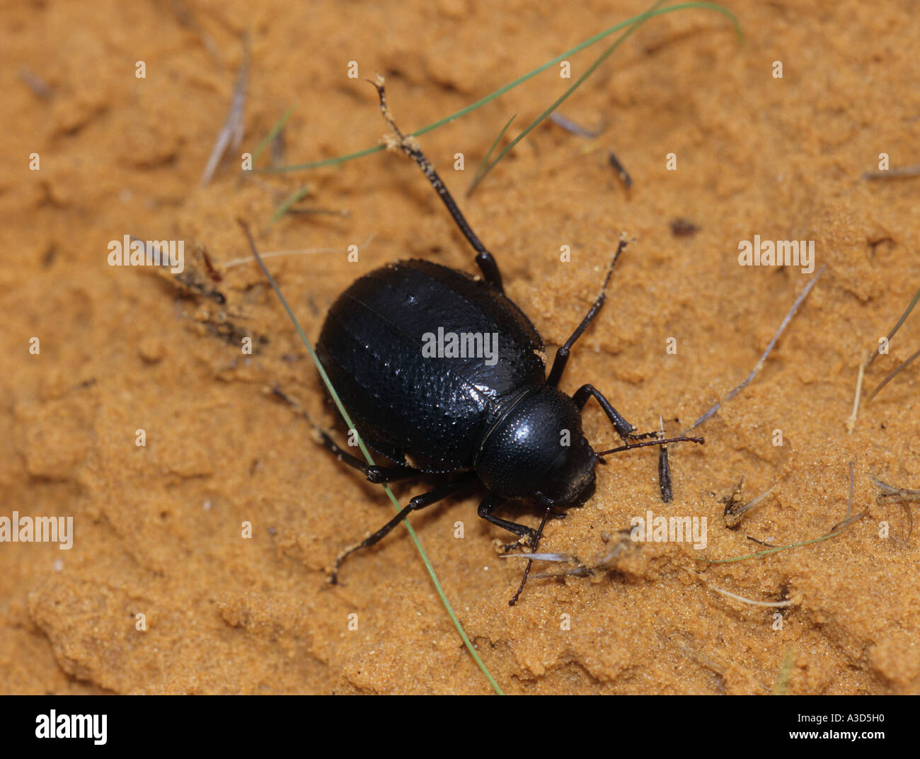 Dung beetle nel Sahara Geotrupidae Foto Stock