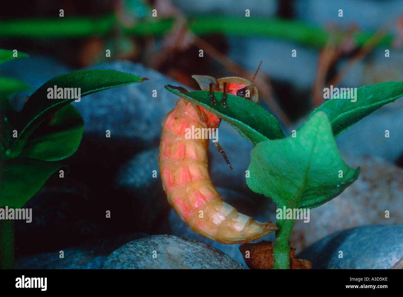 Glow Worm, Lampyris nocticula emiting femmina verdastra luce dalla parte inferiore di hind fine dell'addome Foto Stock