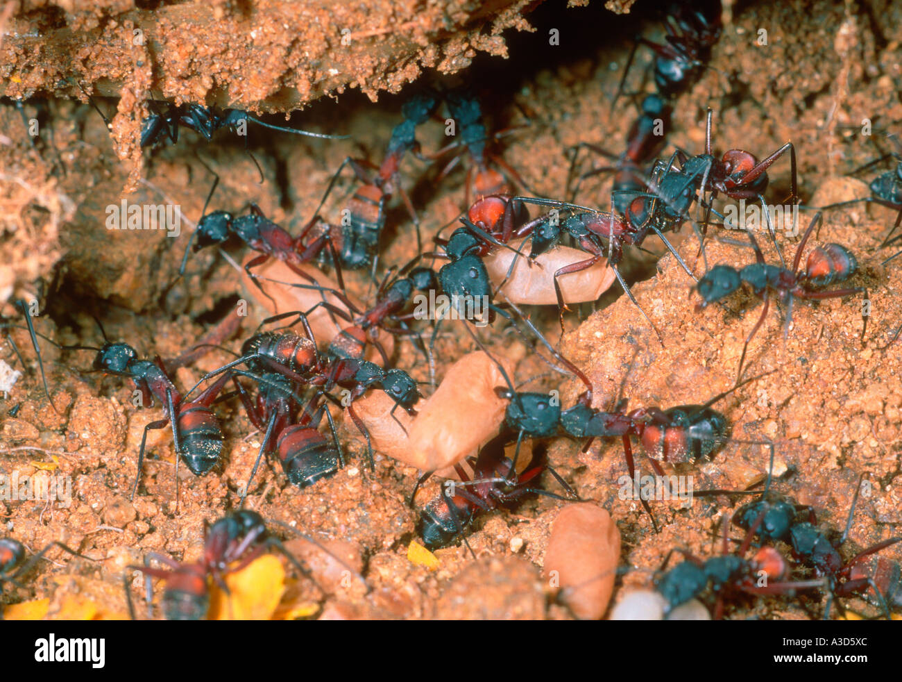 Le formiche Camponotus cruentatus portando le larve e le pupe Foto Stock