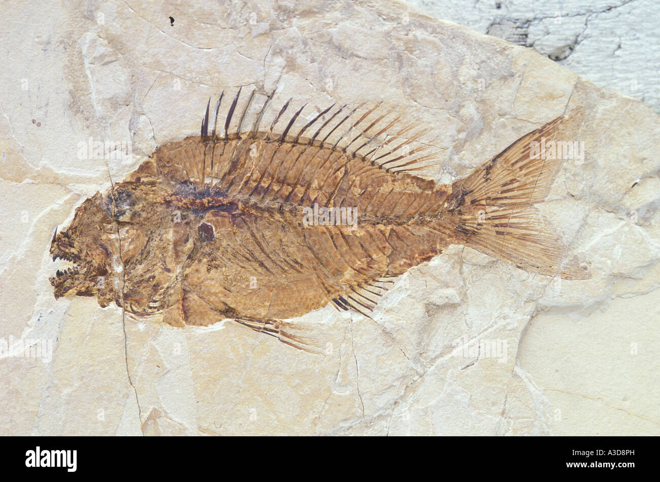 Pesci fossili fossili immagini e fotografie stock ad alta risoluzione -  Alamy