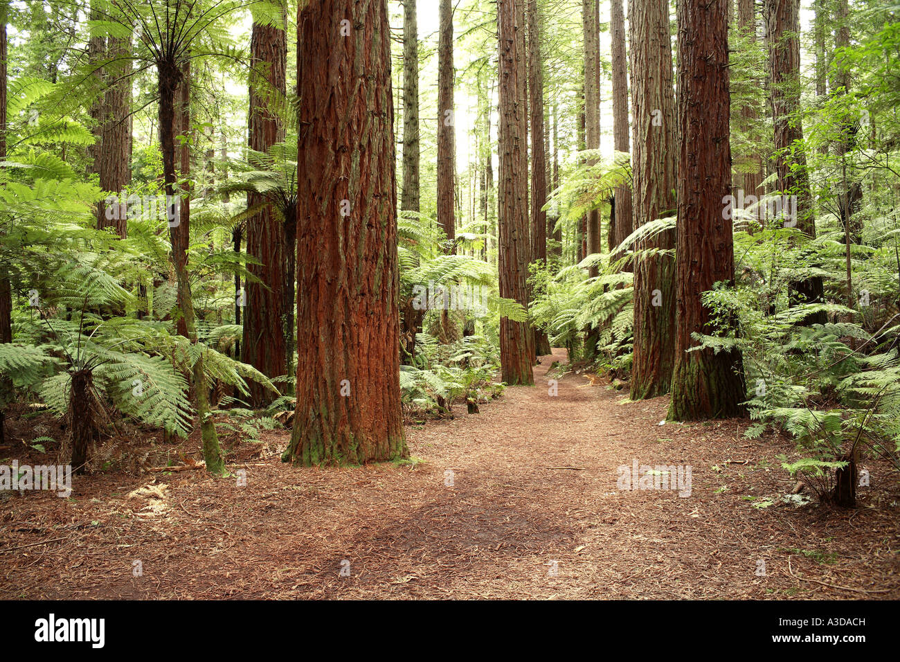 Sequoie Foto Stock