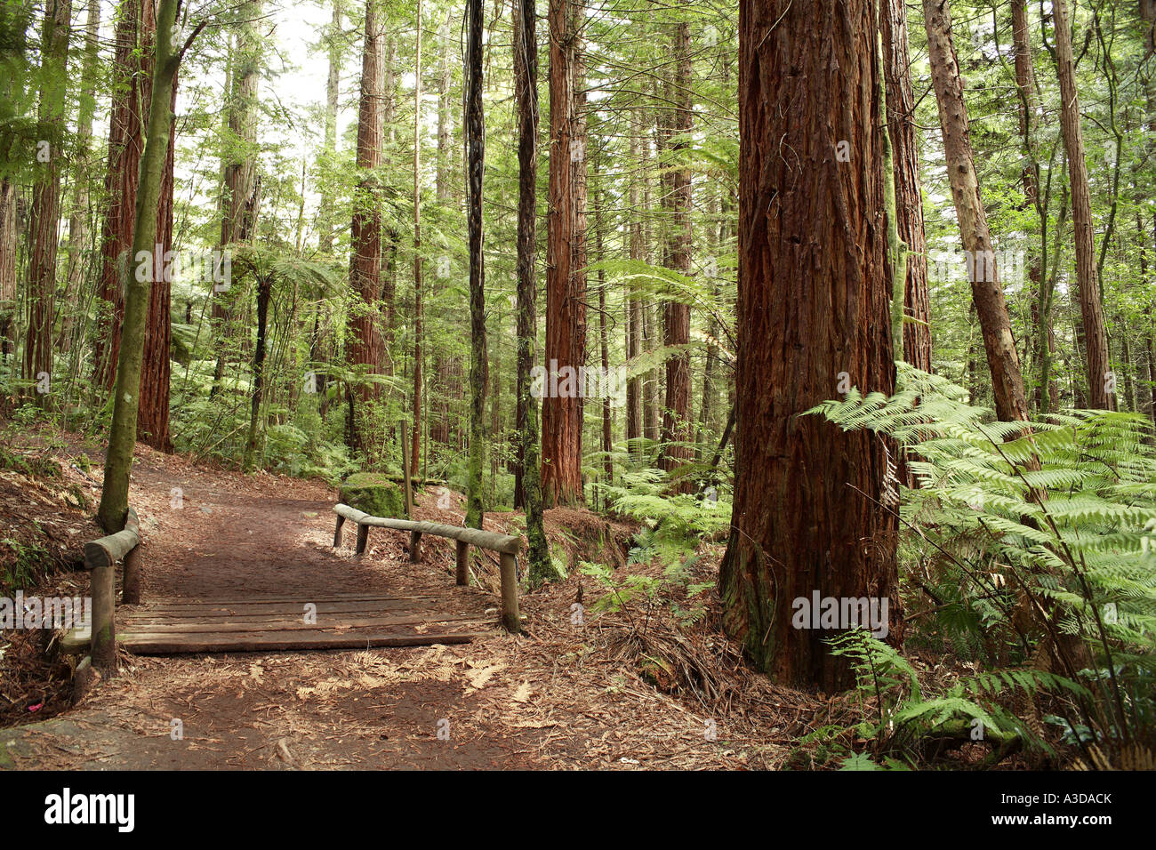 Foresta di sequoie Foto Stock