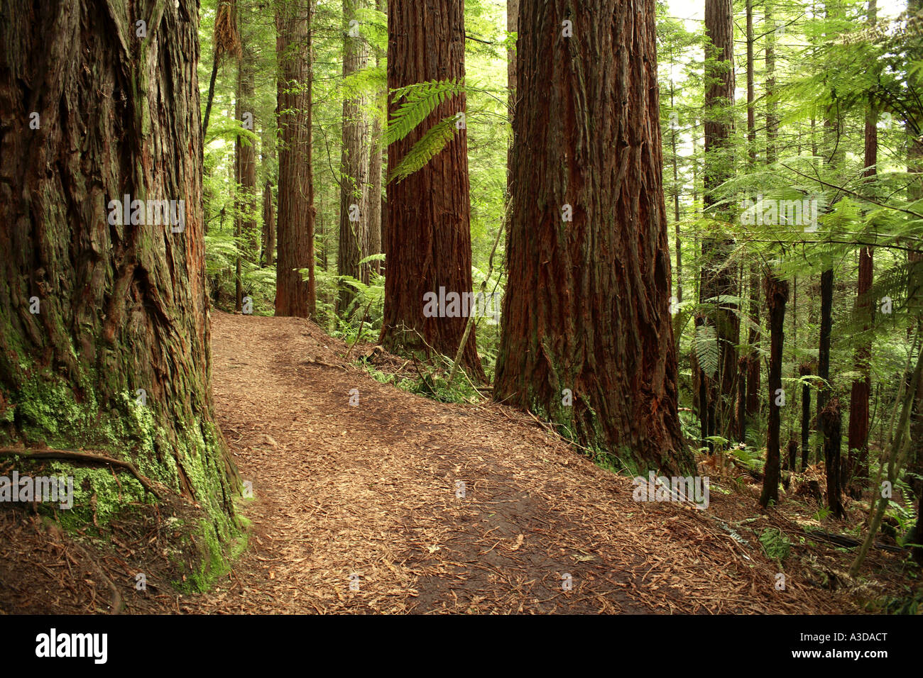 Foresta di sequoie Foto Stock