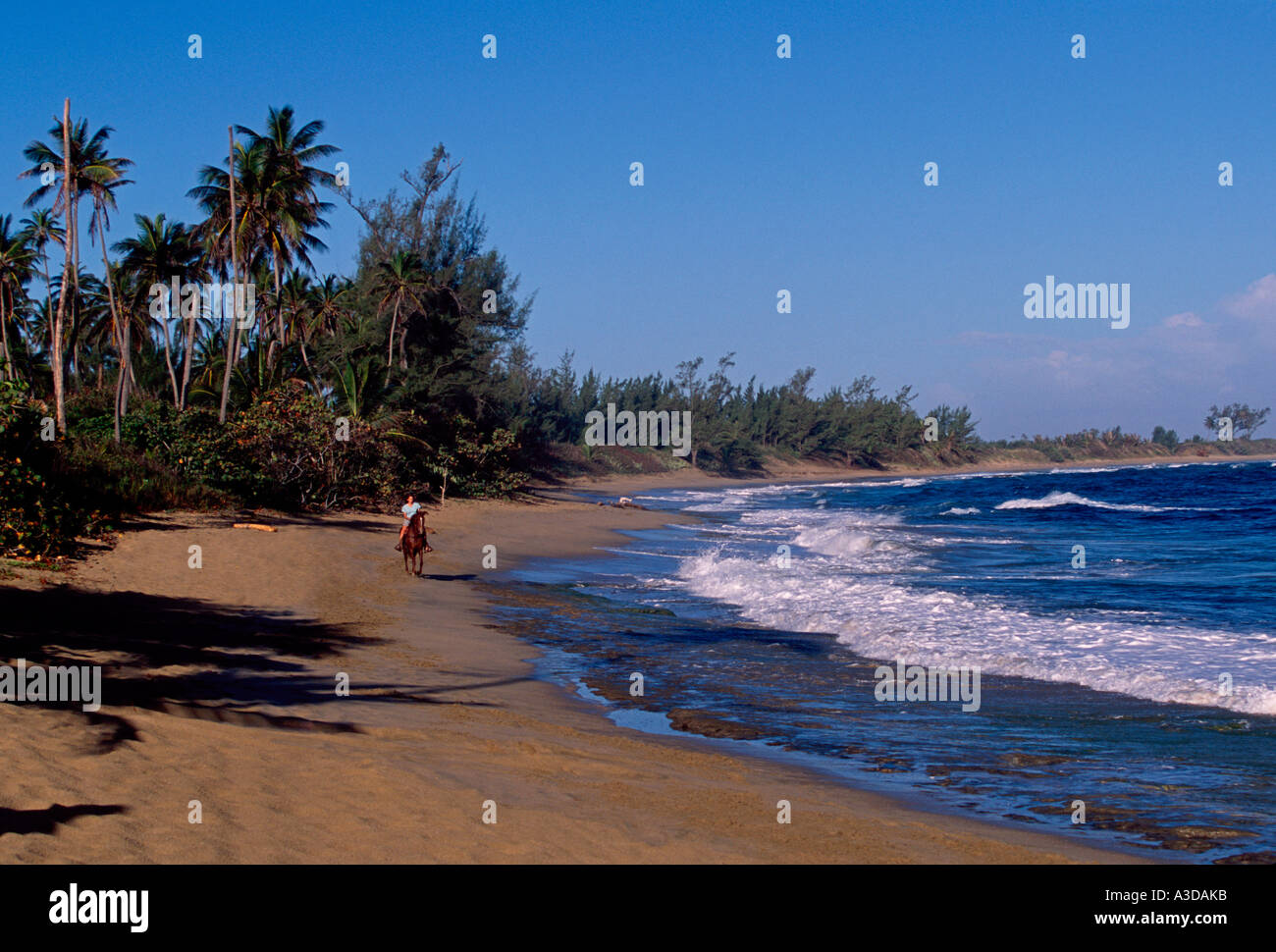 1, una donna adulta, femmina, cavalcare, cavaliere a cavallo, playa baracche, baracche beach, Isabela, porta del sol, puerto rico e dei Caraibi Foto Stock