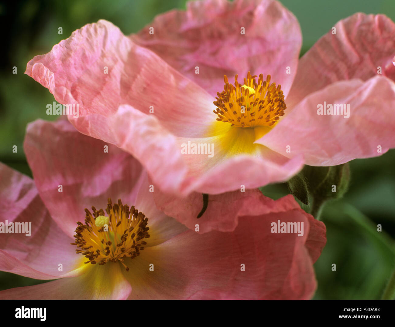 Due fiori di cisto Argento Rosa in stretta fino Foto Stock