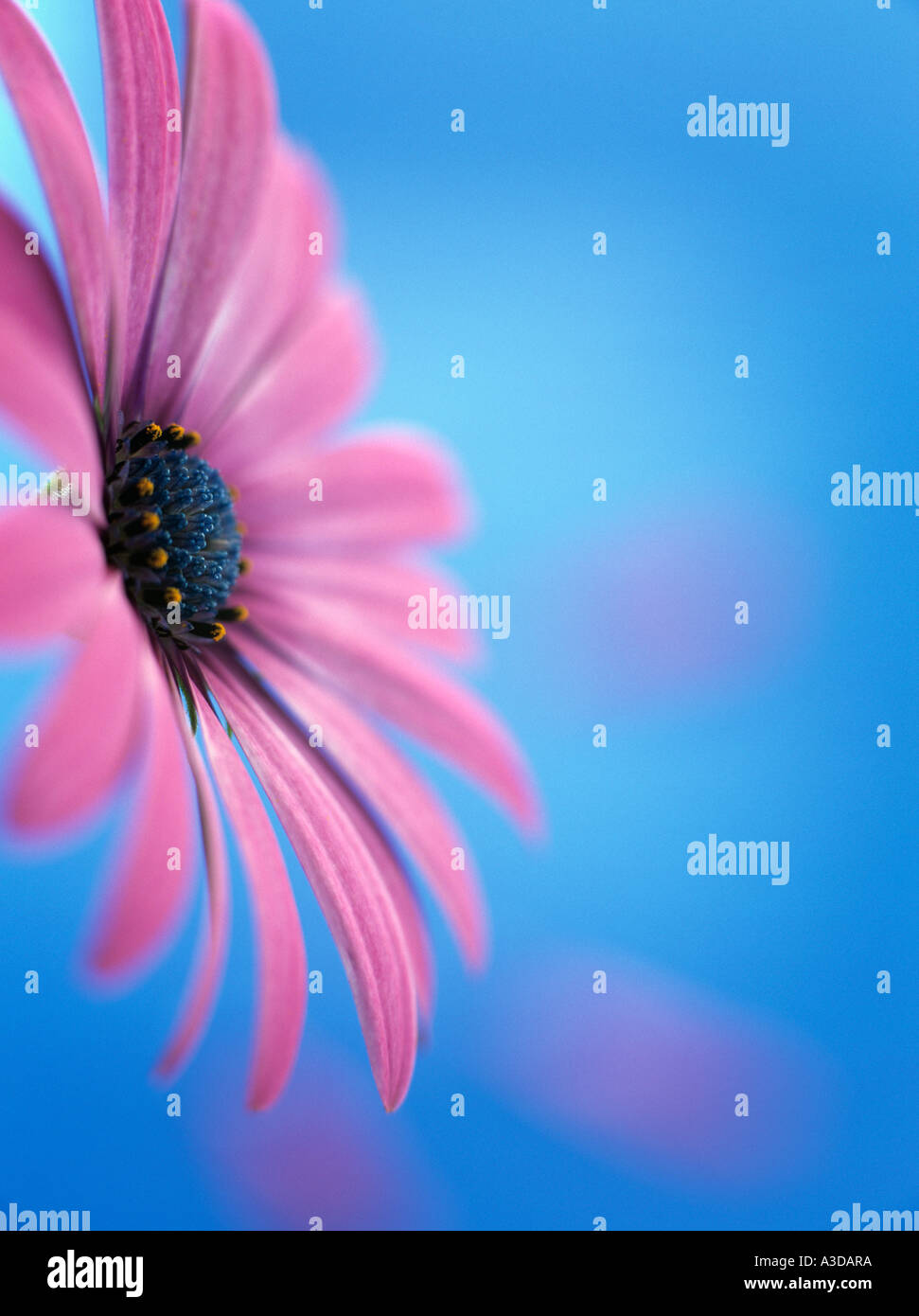 OSTEOSPERMUM LUCE VIOLA OSJOTIS o africano Daisy, fiore rosa contro retroilluminato con sfondo blu con tre 3 petali caduti Foto Stock