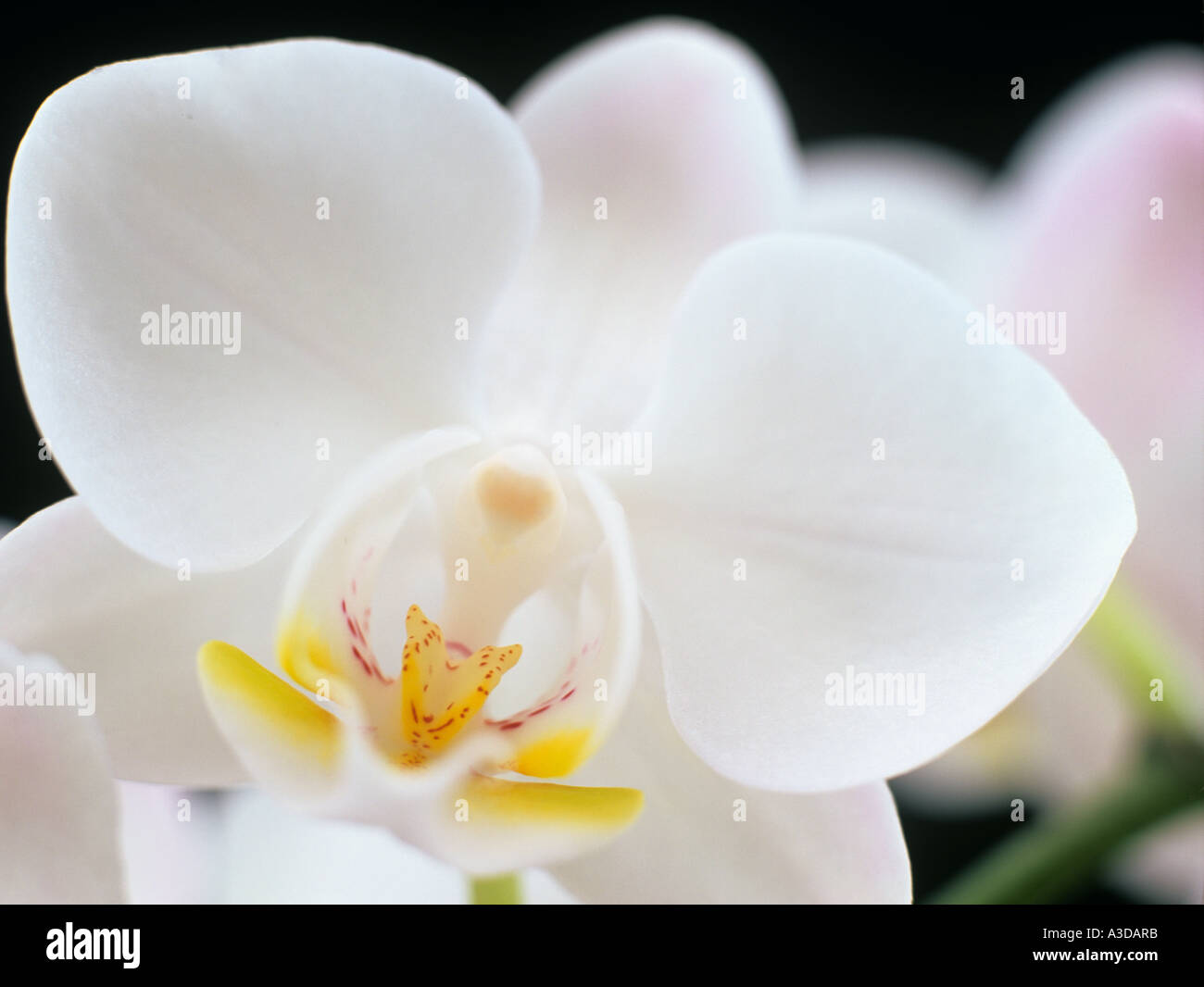 WHITE ORCHID FLOWER Phalaenopsis fiori in close-up. Regno Unito Foto Stock