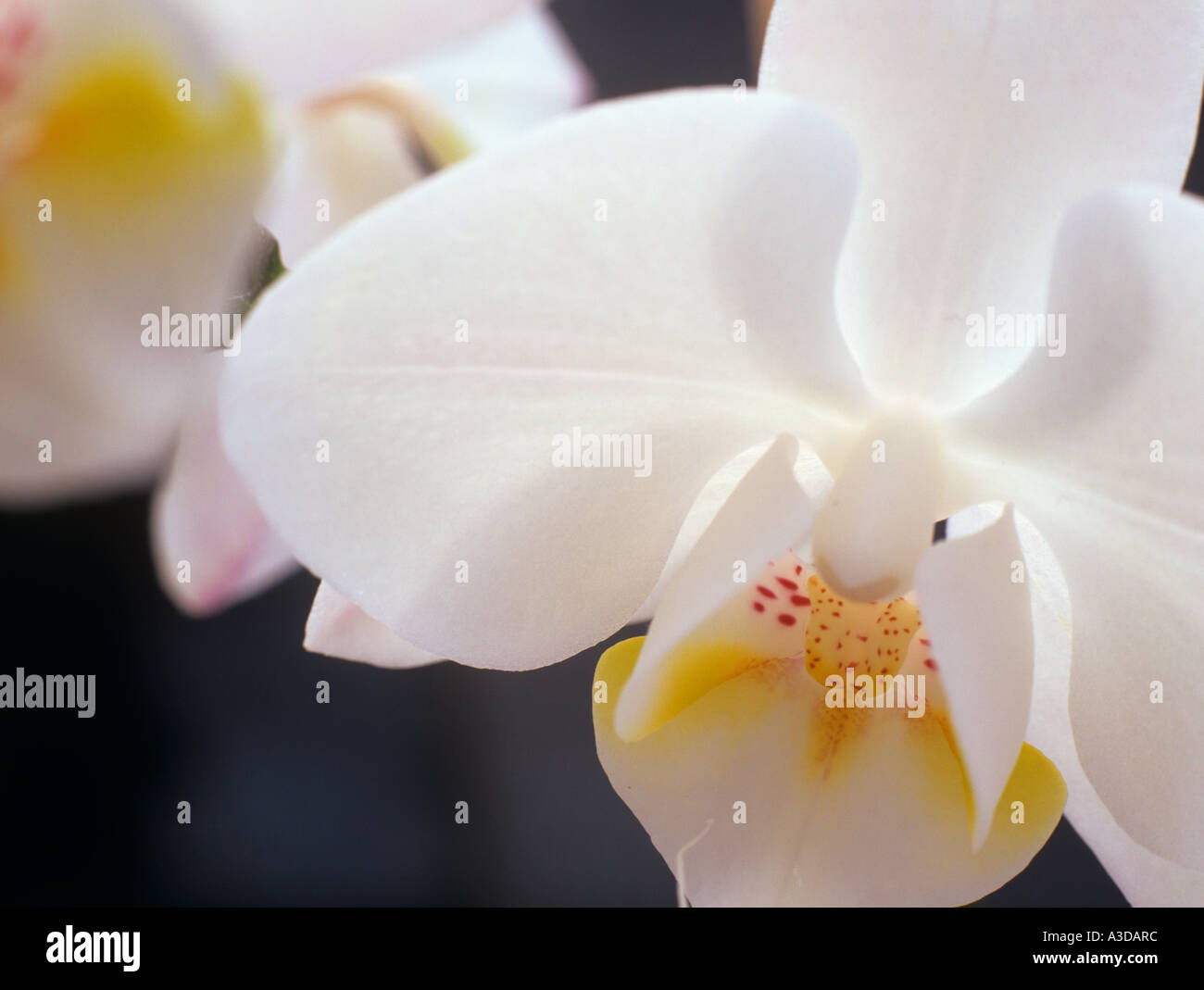 WHITE ORCHID Phalaenopsis fiori in close-up su uno sfondo scuro Foto Stock