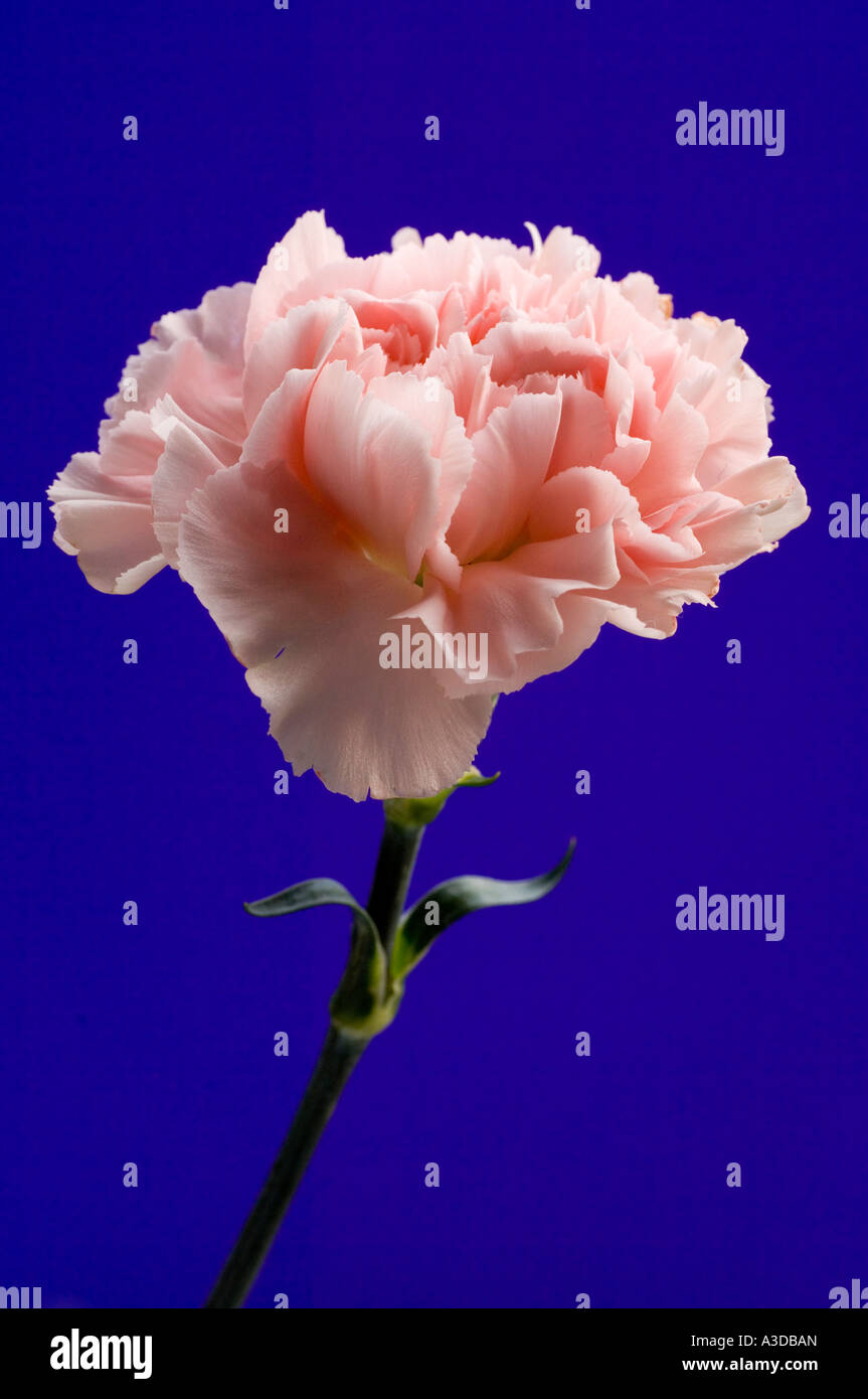 Colpo verticale di una rosa di fiori di garofano su uno sfondo blu Foto Stock