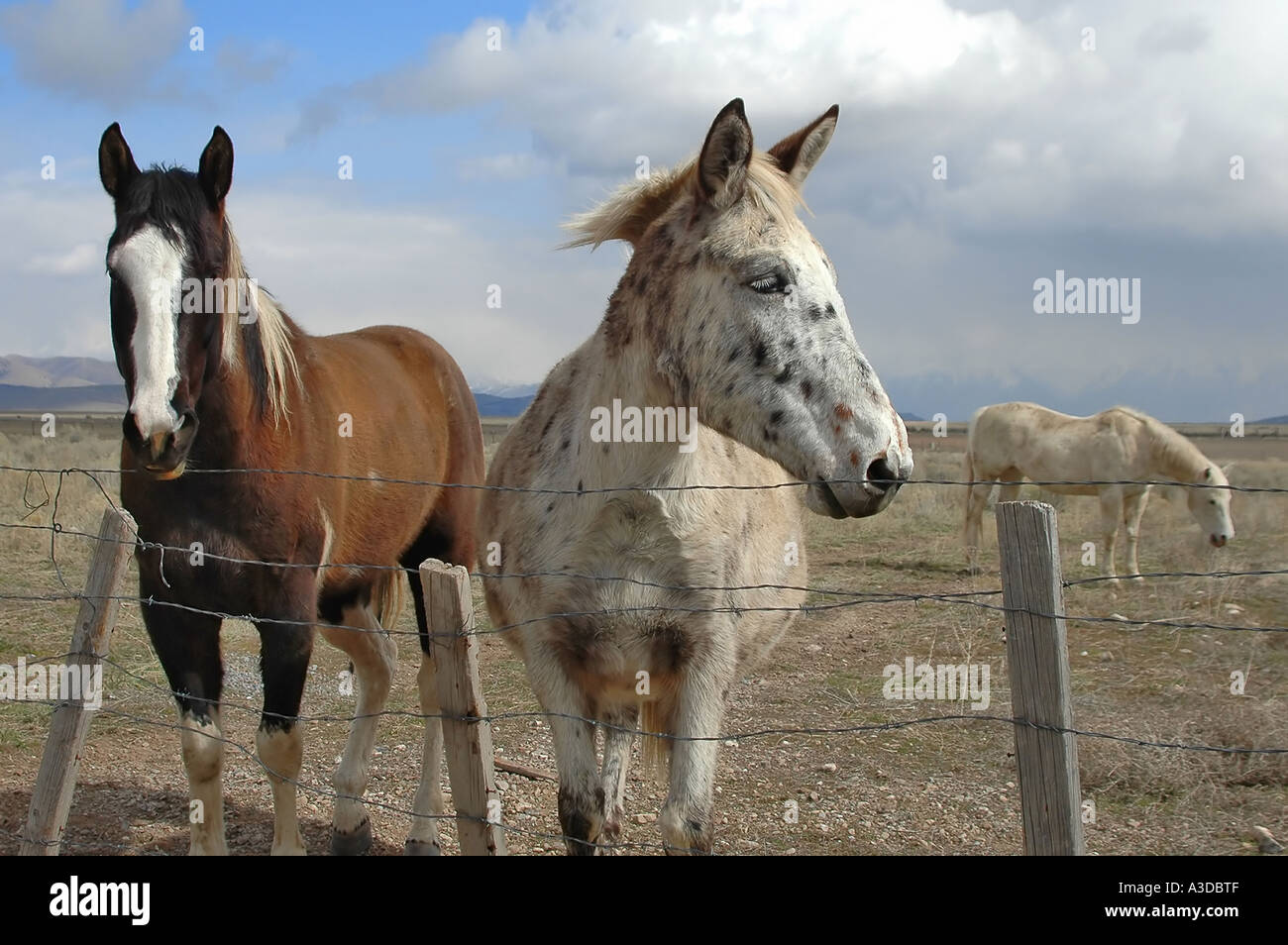Tre cavalli in un arido campo invernale due cavalli sono in piedi con speranza accanto al recinto sperando di essere alimentato il terzo è in Foto Stock