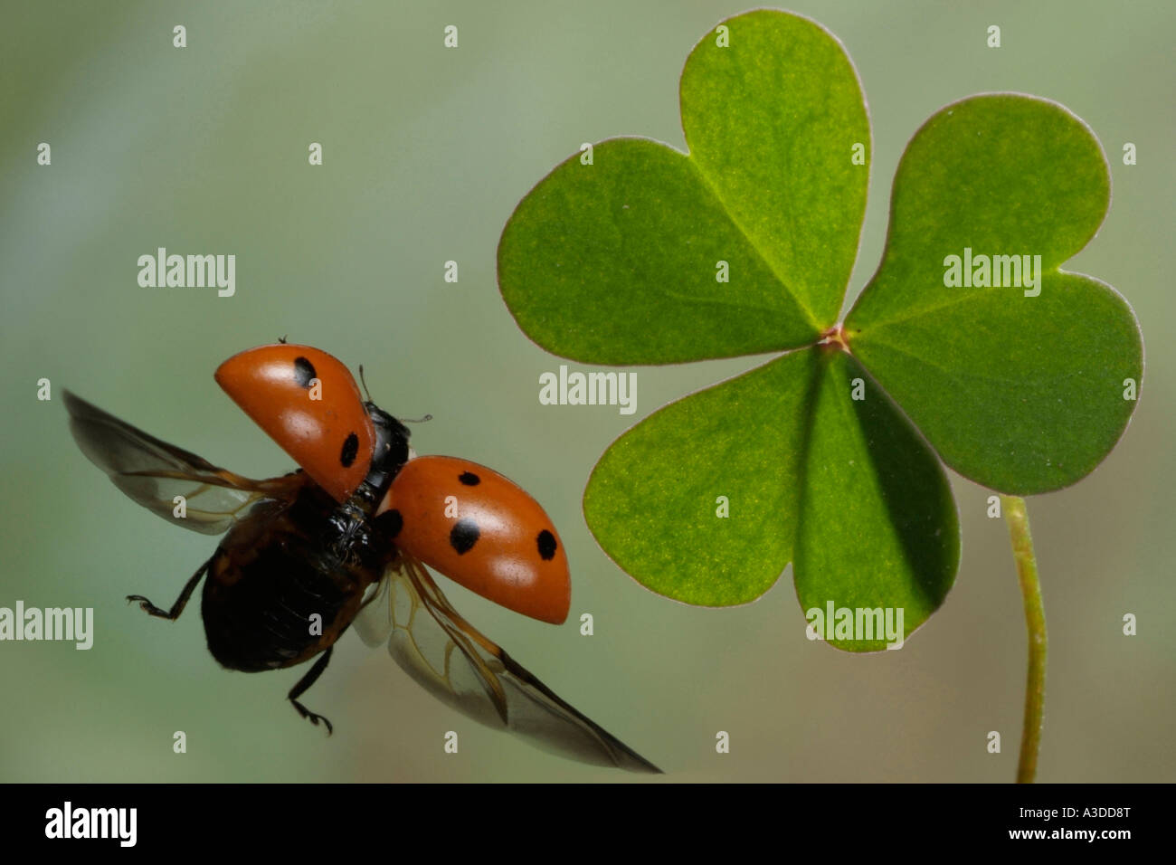 Sette-spotted ladybird (Cocinella septempunctata) Foto Stock