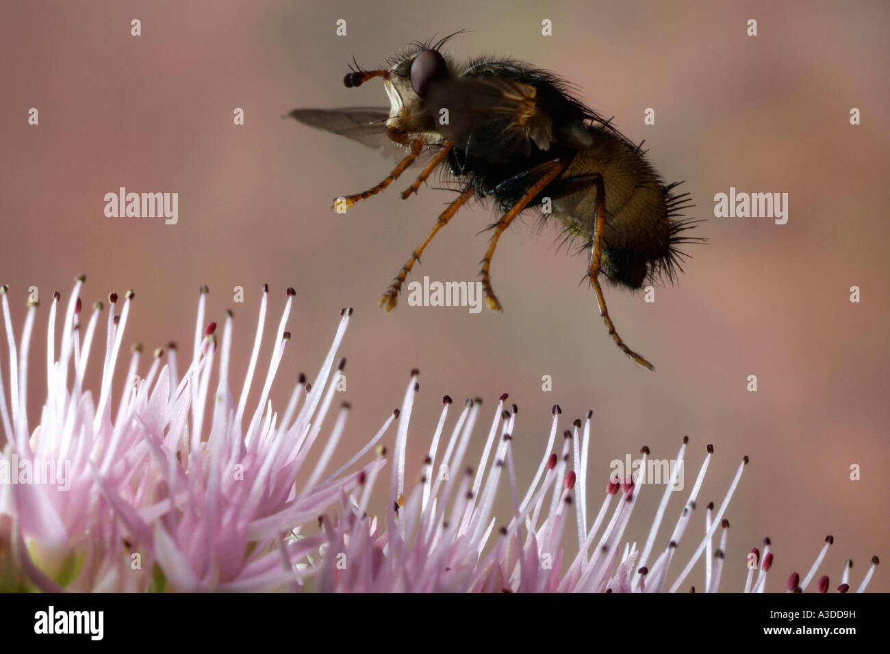 Tachnid fly (Tachina fera) Foto Stock