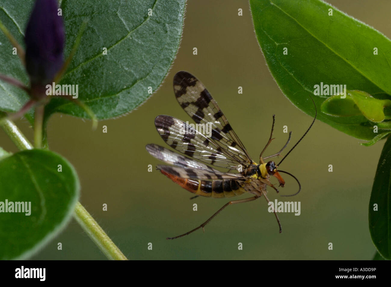 Scorpion fly (Panorpa communis) Foto Stock