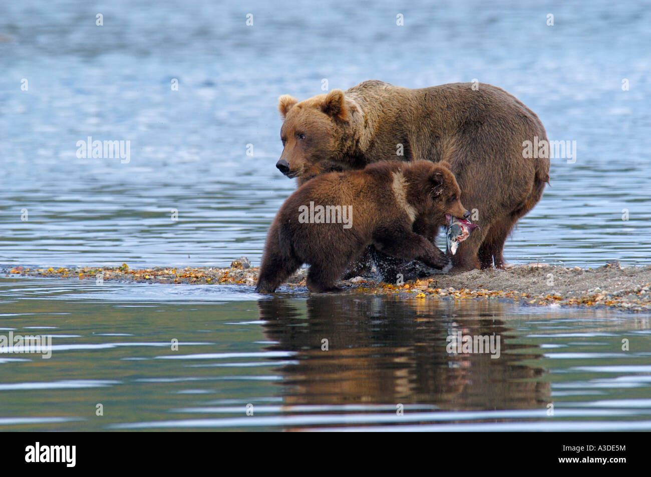 Brownbear (Ursus arctos) madre con cub pesca , Brooks Fiume Katmai Nationalpark Alaska USA Foto Stock