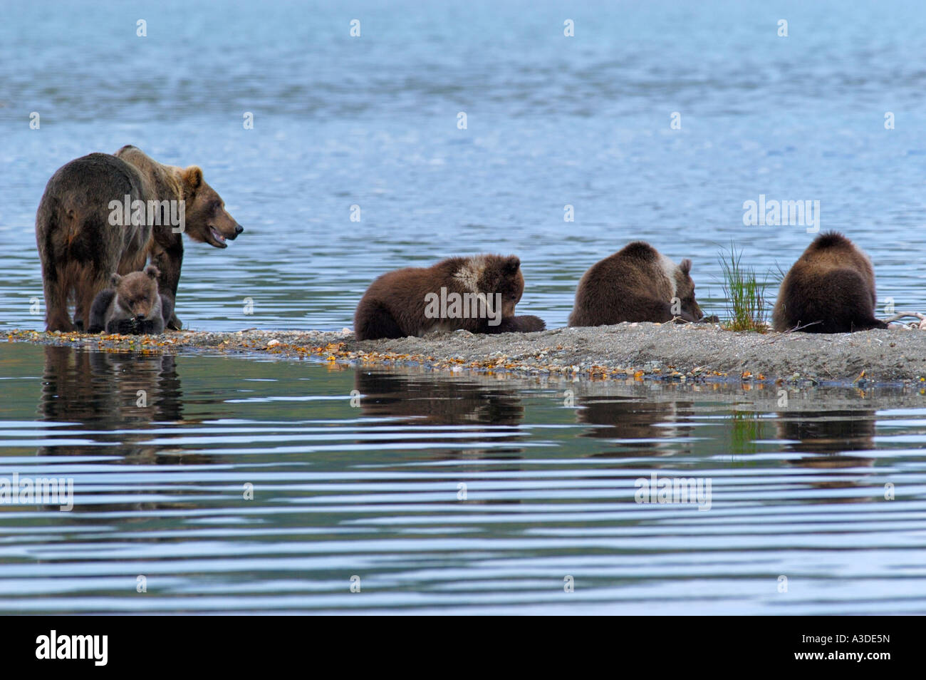 Brownbear (Ursus arctos) madre con quattro lupetti dell'anno di mangiare qui pasto di salmone , Brooks Fiume Katmai Nationalpark Alaska USA Foto Stock
