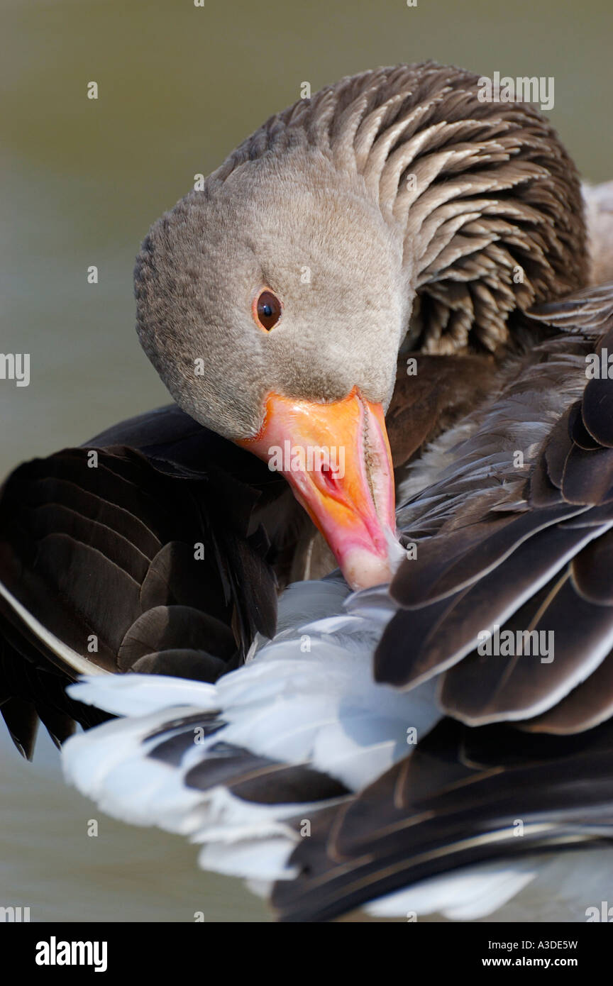 Graylag goose (Anser anser) di pulizia il suo piumaggio Foto Stock