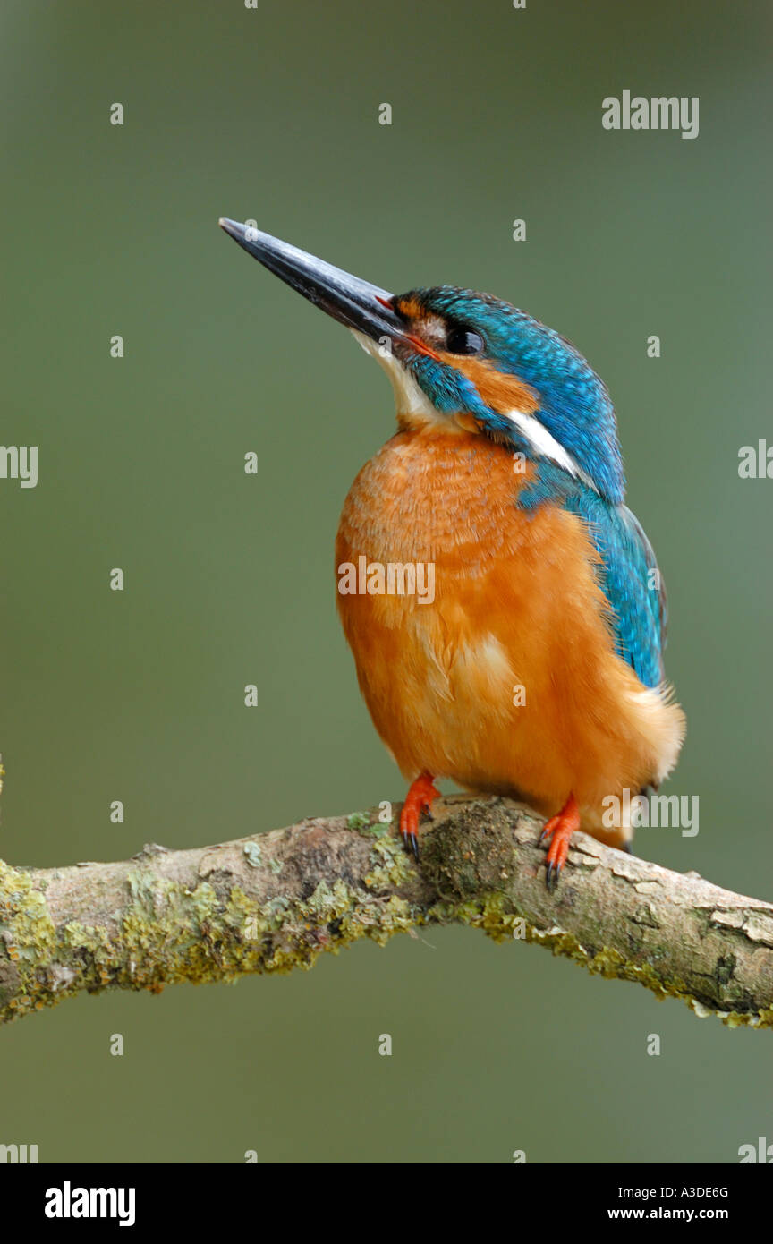 Kingfisher (Alcedo atthis) sul suo lookout , maschio Foto Stock