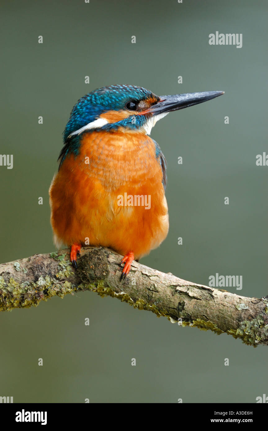 Kingfisher (Alcedo atthis) sul suo lookout , maschio Foto Stock