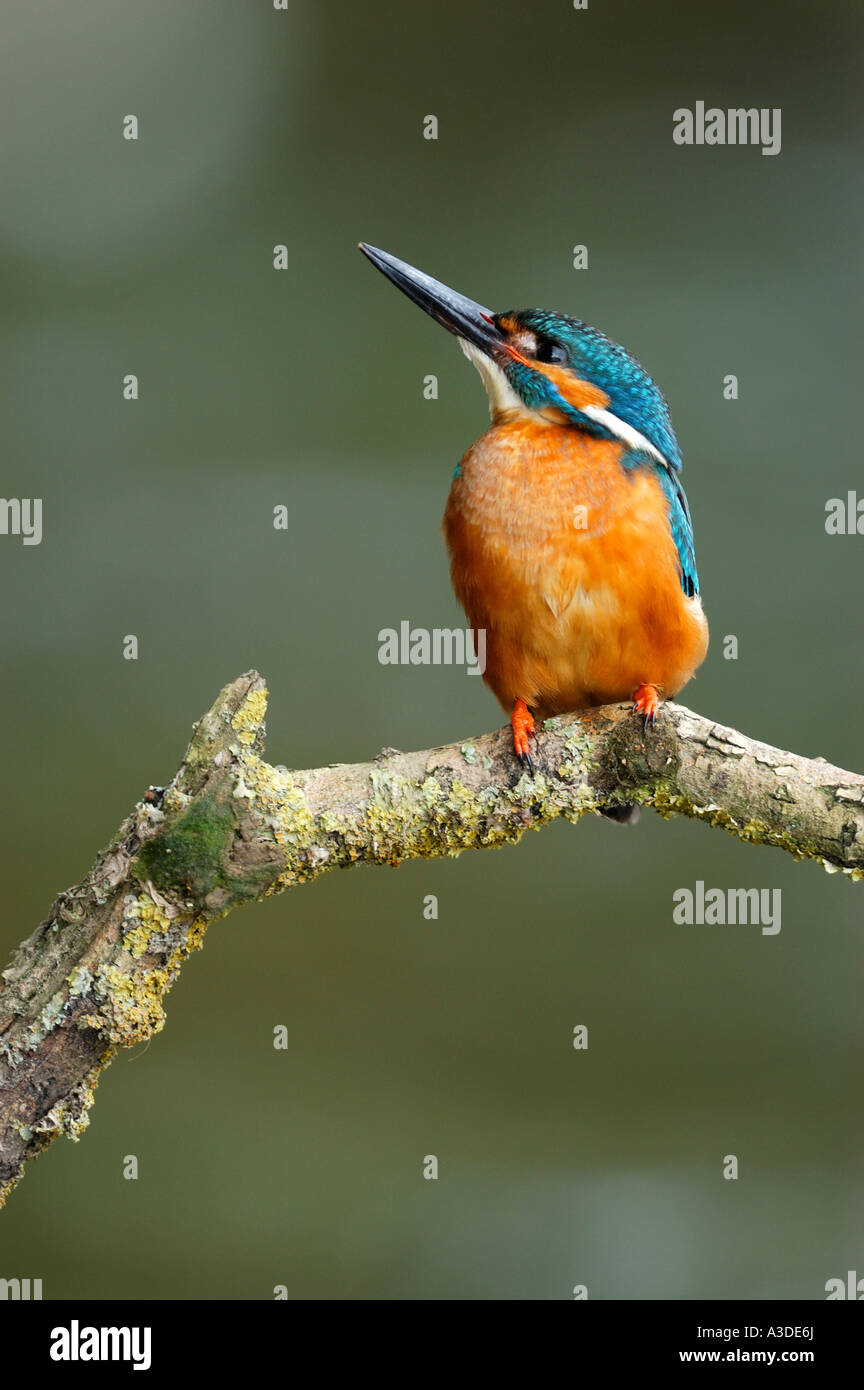 Kingfisher (Alcedo atthis) sul suo lookout , maschio Foto Stock