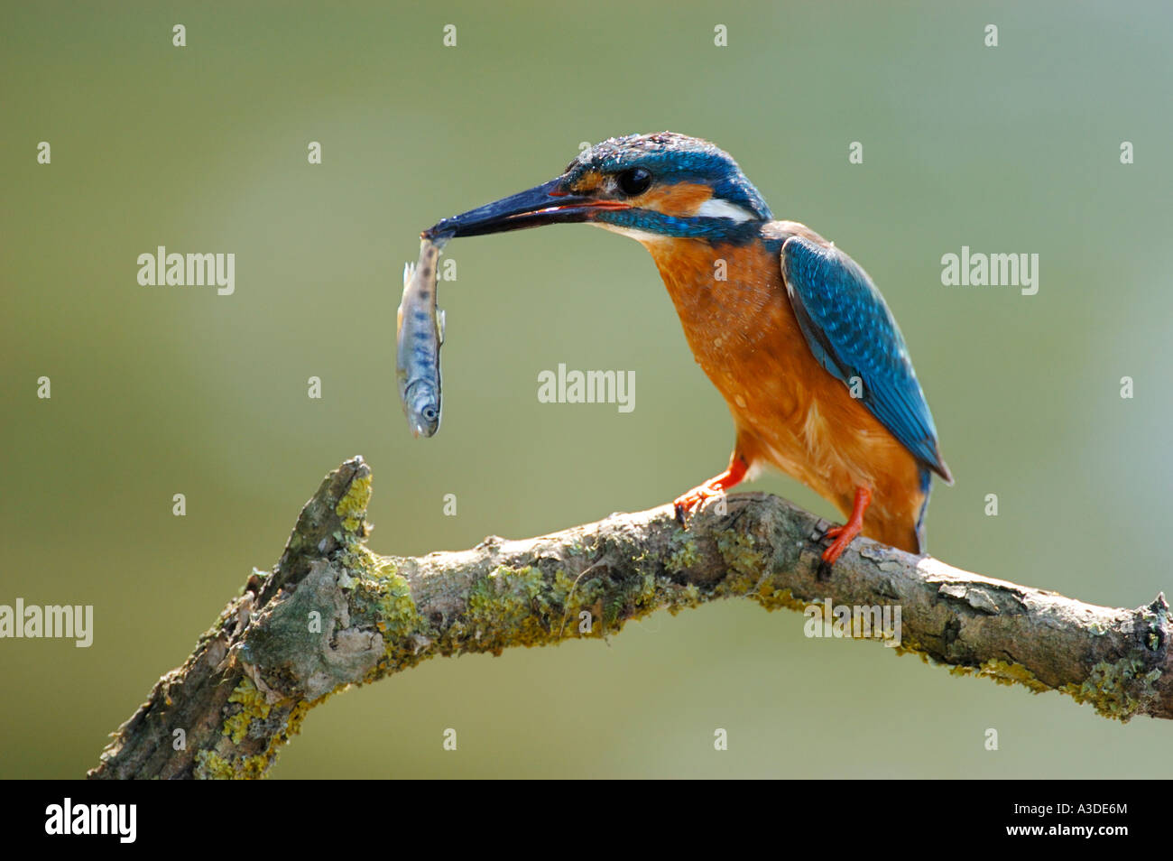 Kingfisher (Alcedo atthis) con la preda , trota , maschio Foto Stock