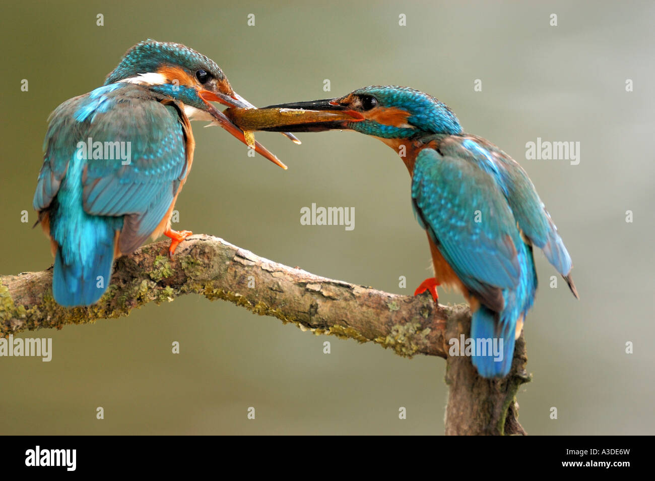 Kingfisher (Alcedo atthis) consegna della preda , Sinistra , femmina maschio diritto Foto Stock