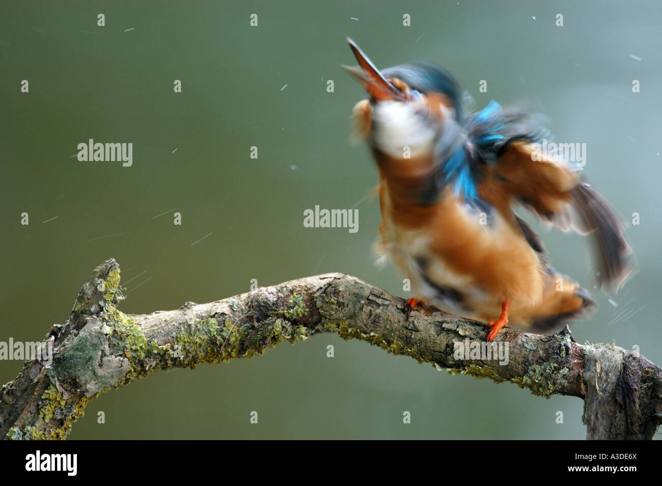 Kingfisher (Alcedo atthis) agitando piumaggio , femmina Foto Stock
