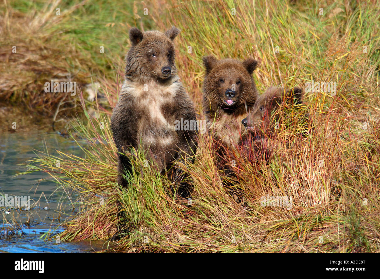 Brownbear (Ursus arctos) tre cuccioli dell'anno di attesa per sopportare la mamma , Brooks Fiume Katmai Nationalpark Alaska USA Foto Stock