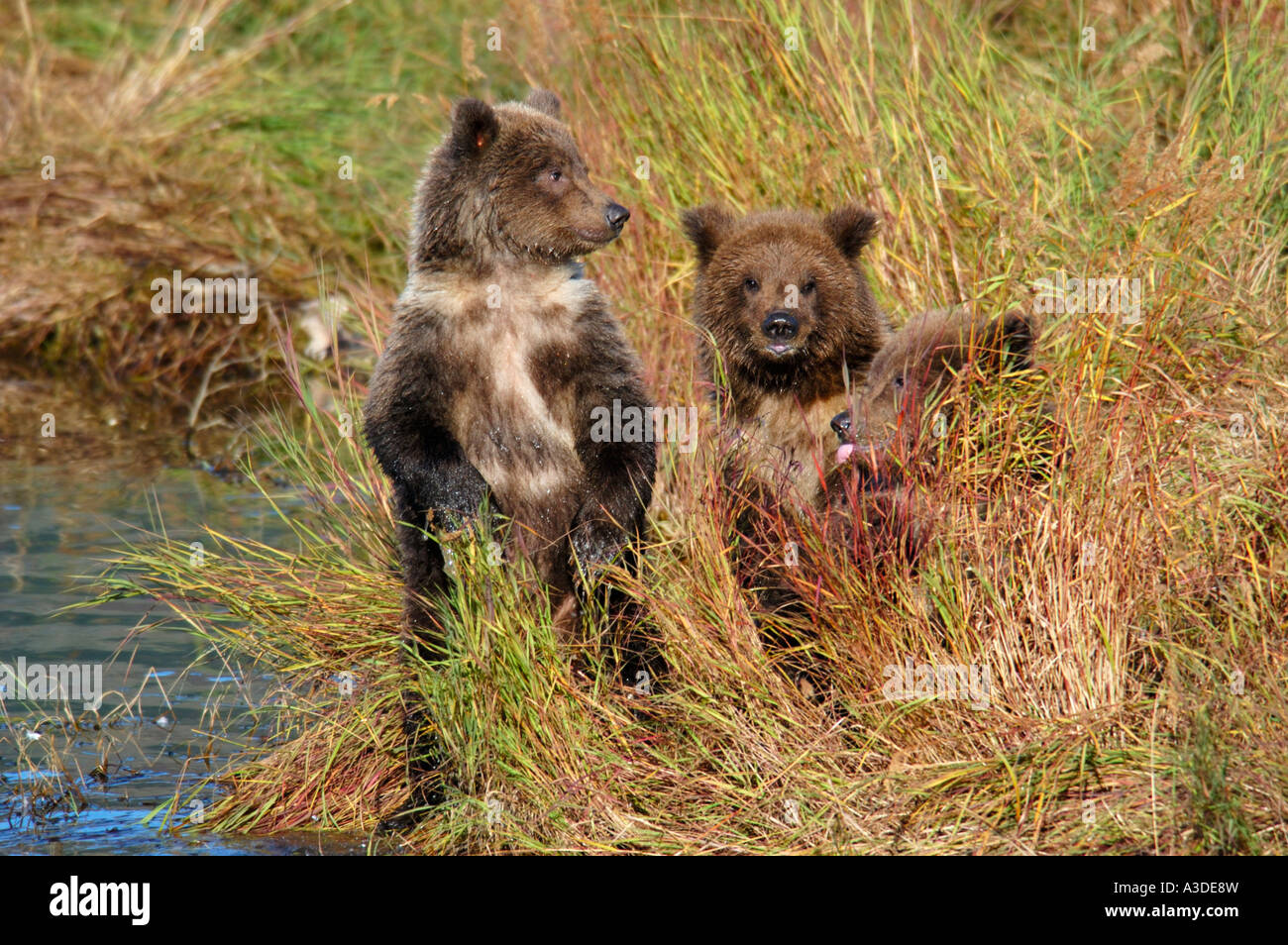 Brownbear (Ursus arctos) tre cuccioli dell'anno di attesa per sopportare la mamma , Brooks Fiume Katmai Nationalpark Alaska USA Foto Stock