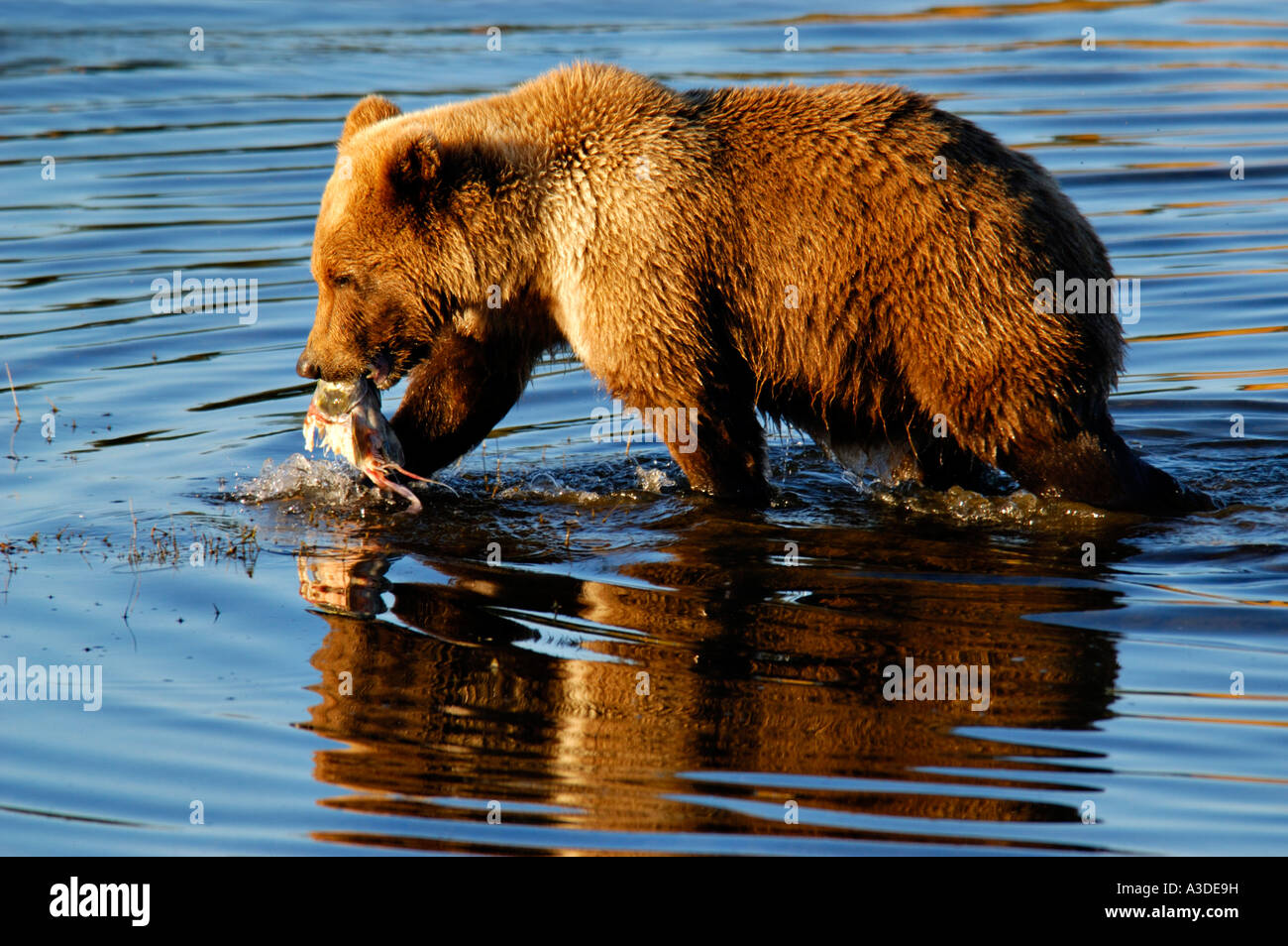 Brownbear (Ursus arctos) cub dell'anno salmone Pesca , Brooks Fiume Katmai Nationalpark Alaska USA Foto Stock