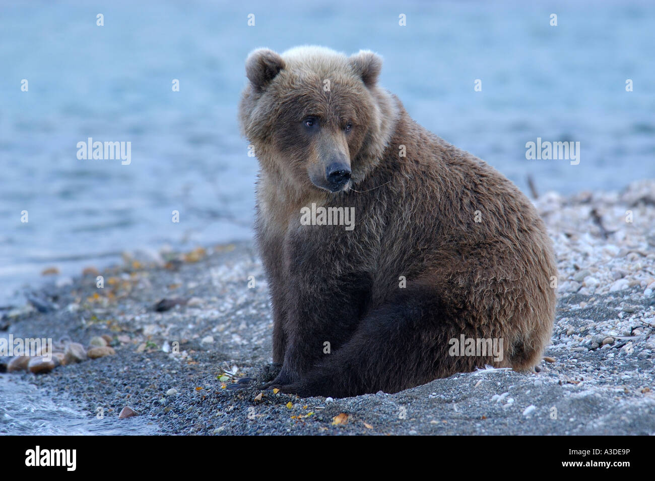 Brownbear (Ursus arctos) seduta una linea di riva del fiume Brooks Katmai Nationalpark Alaska USA Foto Stock