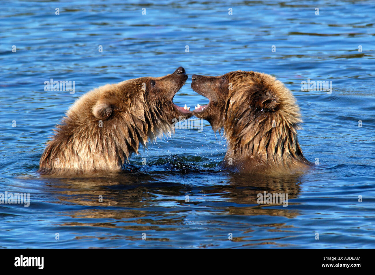 Brownbear (Ursus arctos) due cuccioli giocare in acqua , Brooks Fiume Katmai Nationalpark Alaska USA Foto Stock