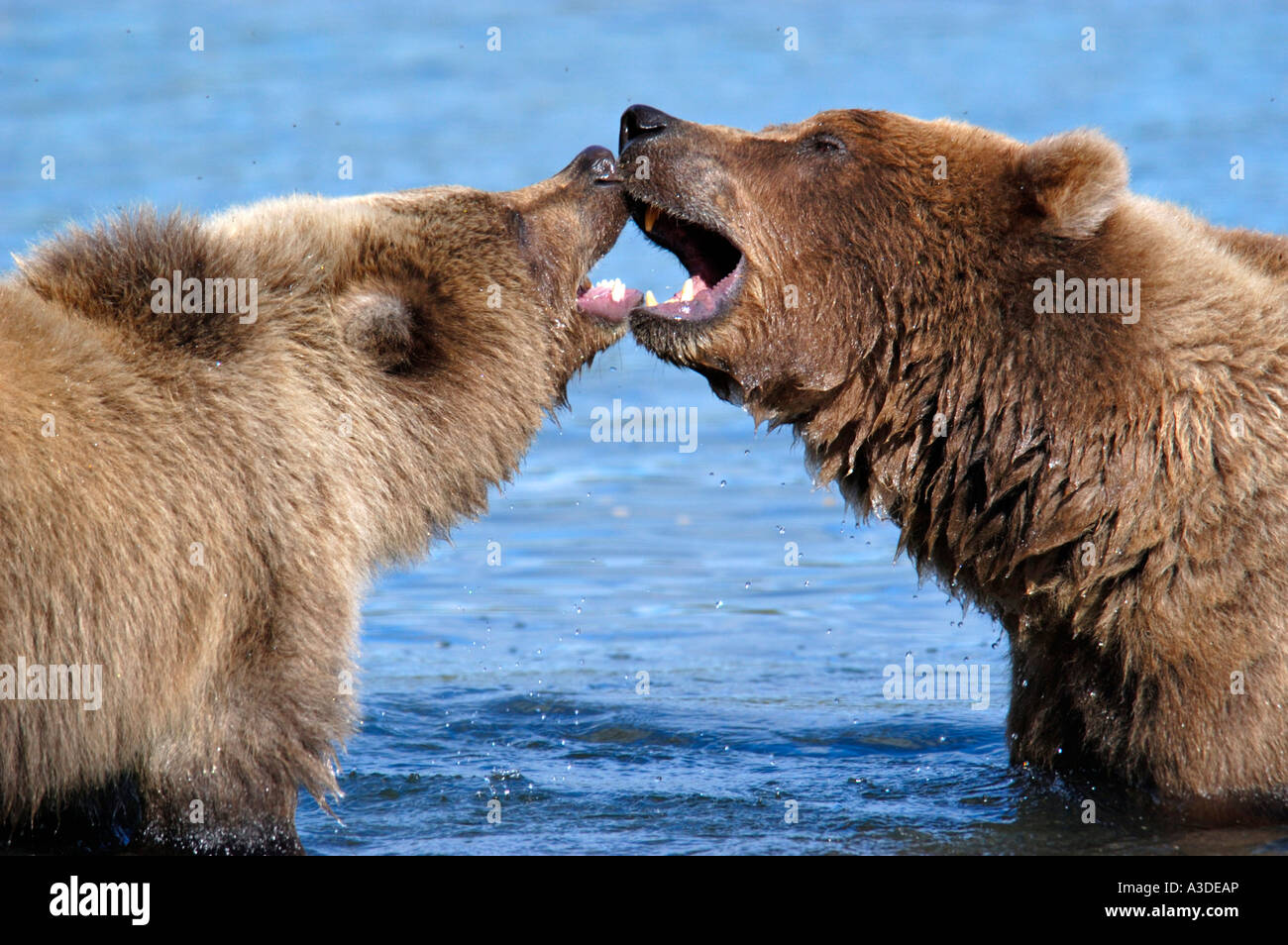 Brownbear (Ursus arctos) madre giocando in acqua con cub , Brooks Fiume Katmai Nationalpark Alaska USA Foto Stock