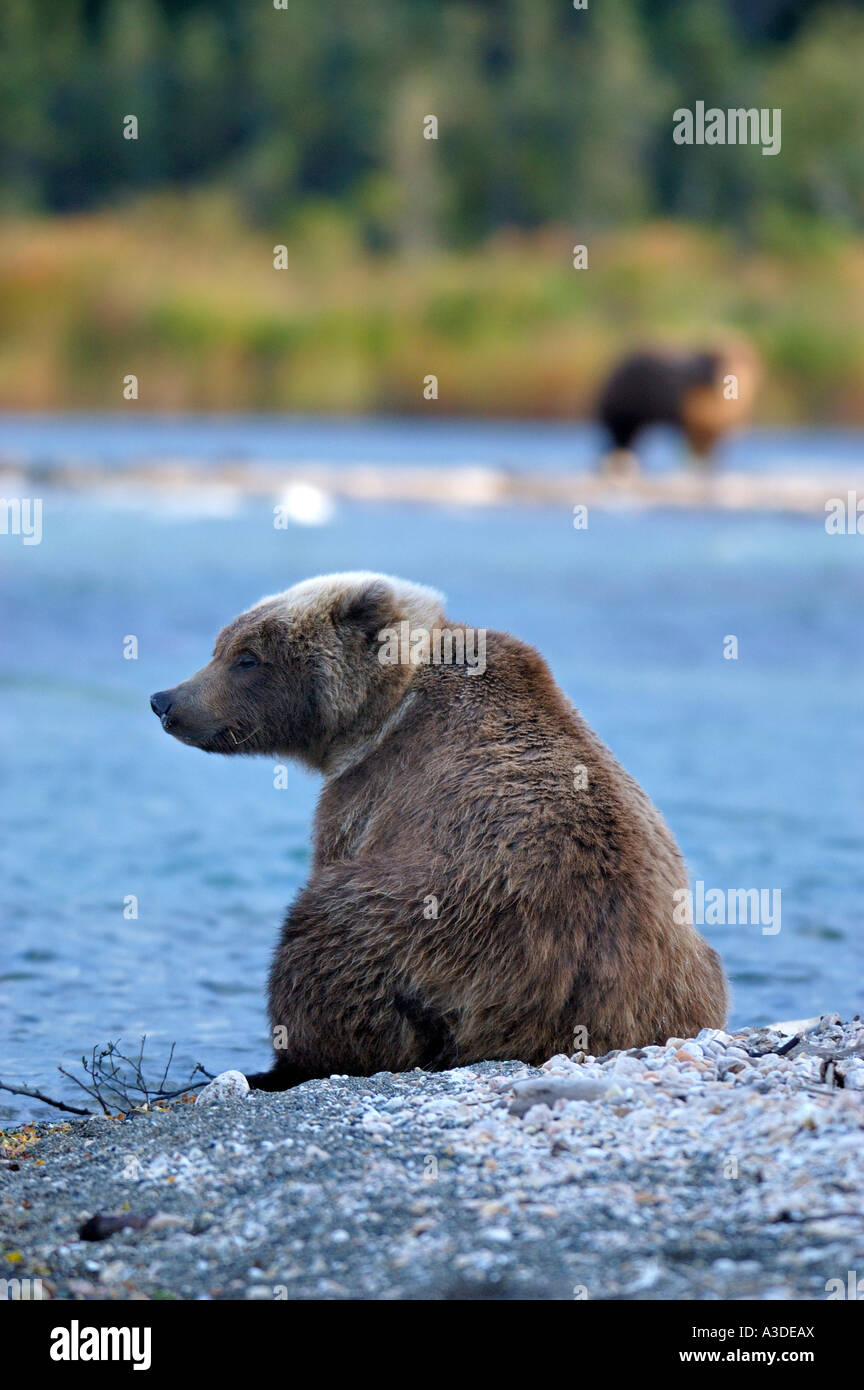 Brownbear (Ursus arctos) seduta una linea di riva del fiume Brooks Katmai Nationalpark Alaska USA Foto Stock