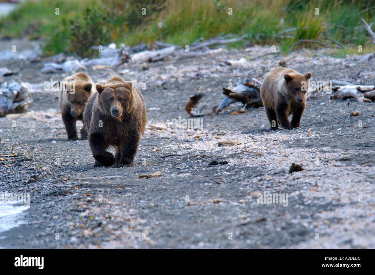 Brownbear (Ursus arctos) madre con due cuccioli a piedi una linea del litorale e la ricerca per il salmone , Brooks Fiume Katmai Nationalpark Foto Stock