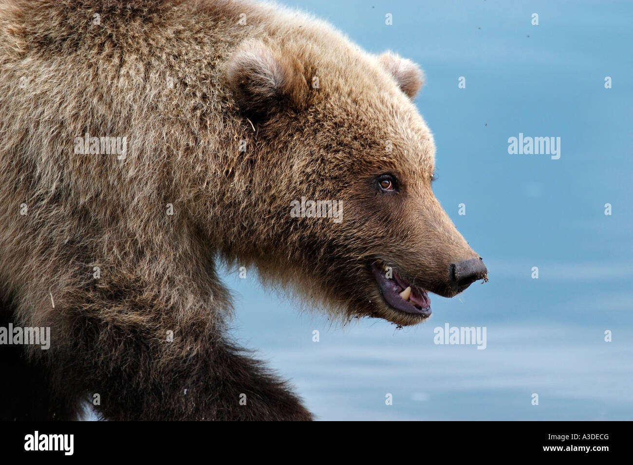 Brownbear (Ursus arctos) cub ritratto , Brooks Fiume Katmai Nationalpark Alaska USA Foto Stock
