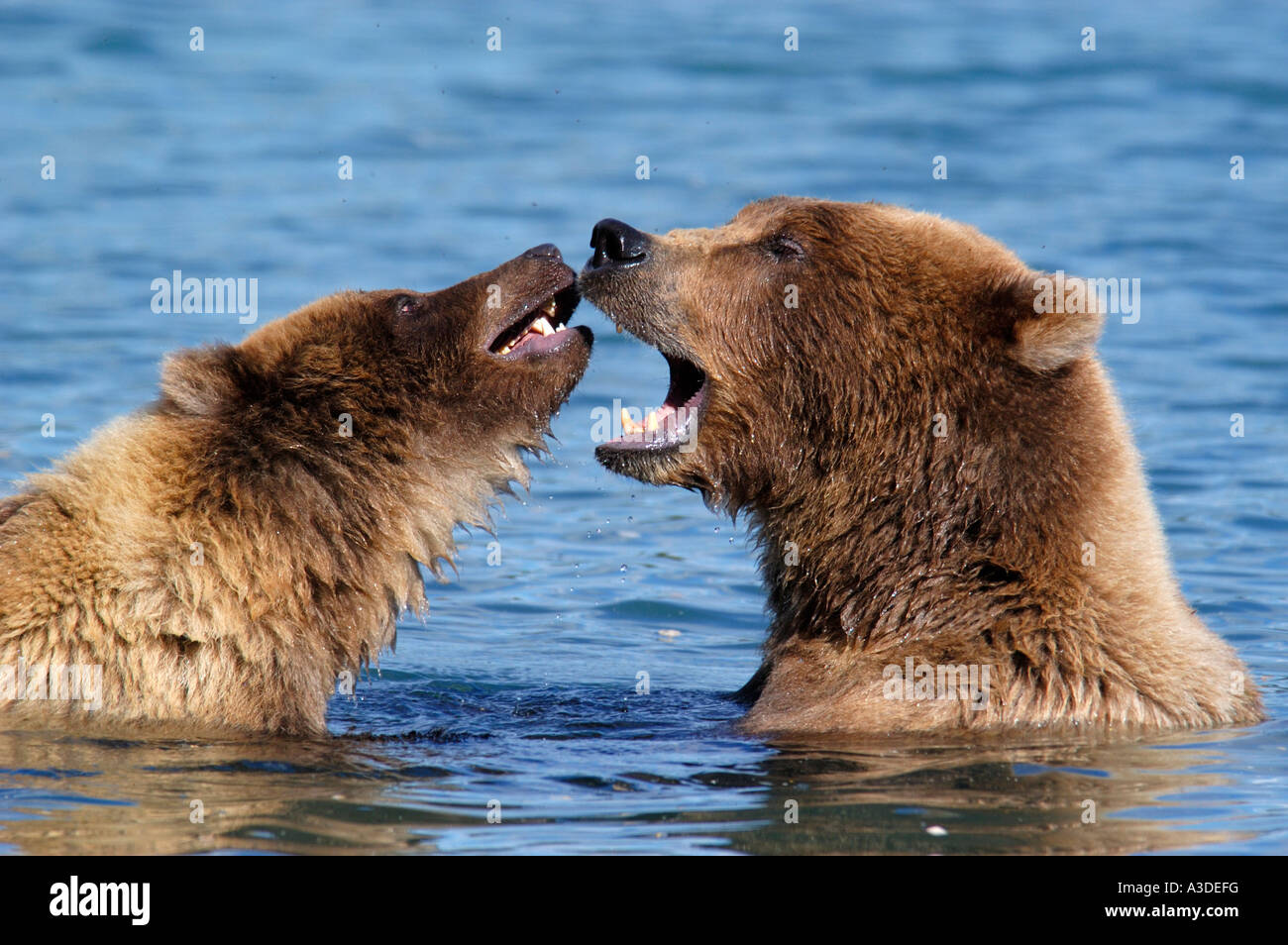Brownbear (Ursus arctos) madre giocando in acqua con cub , Brooks Fiume Katmai Nationalpark Alaska USA Foto Stock