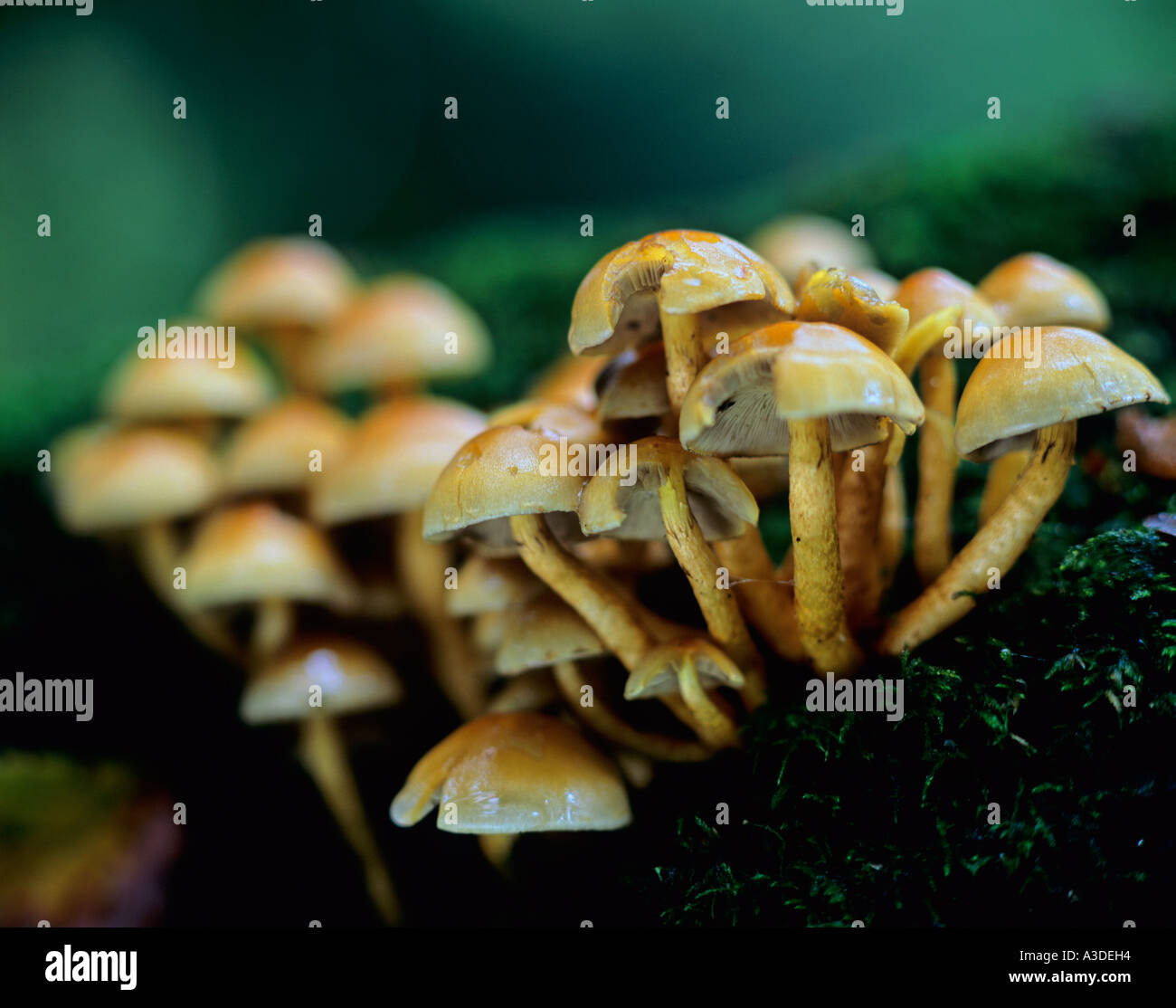 Cluster di Golden Cap funghi su un muschio coperto Fritham log New Forest Hampshire REGNO UNITO Foto Stock