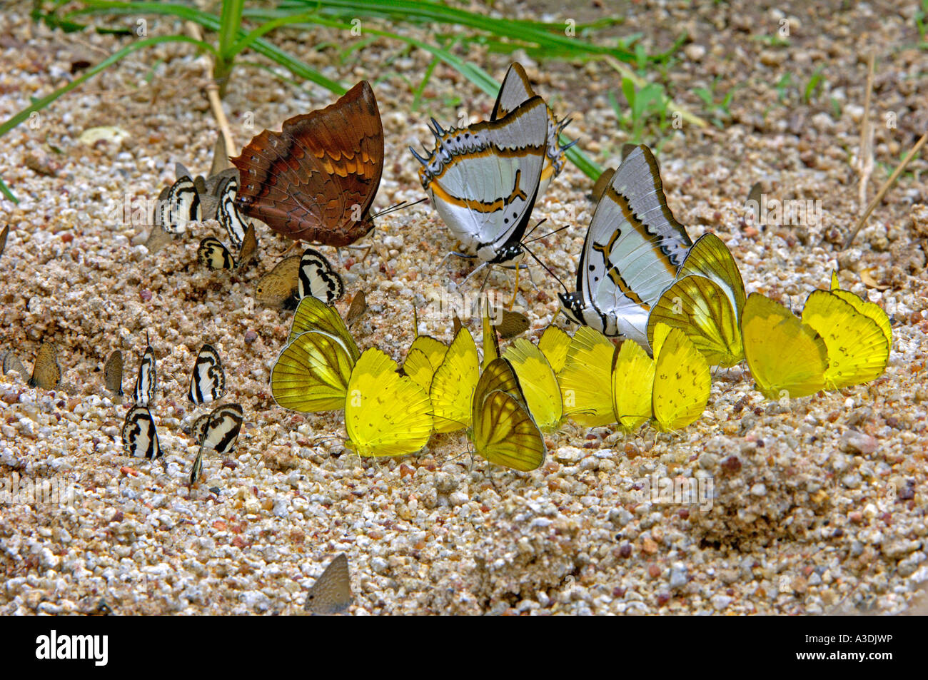 Diverse spec. di farfalle tropicali, Thailandia Foto Stock