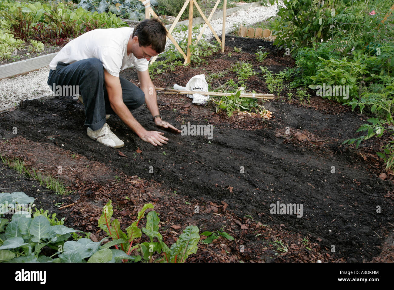 Miami Beach Florida, Collins Avenue, Victory Community Garden, appezzamenti, residenti, vicini, coltivazione, erbe, verdure, insalata, piante, prodotti, frutta, verdura, vegeta Foto Stock