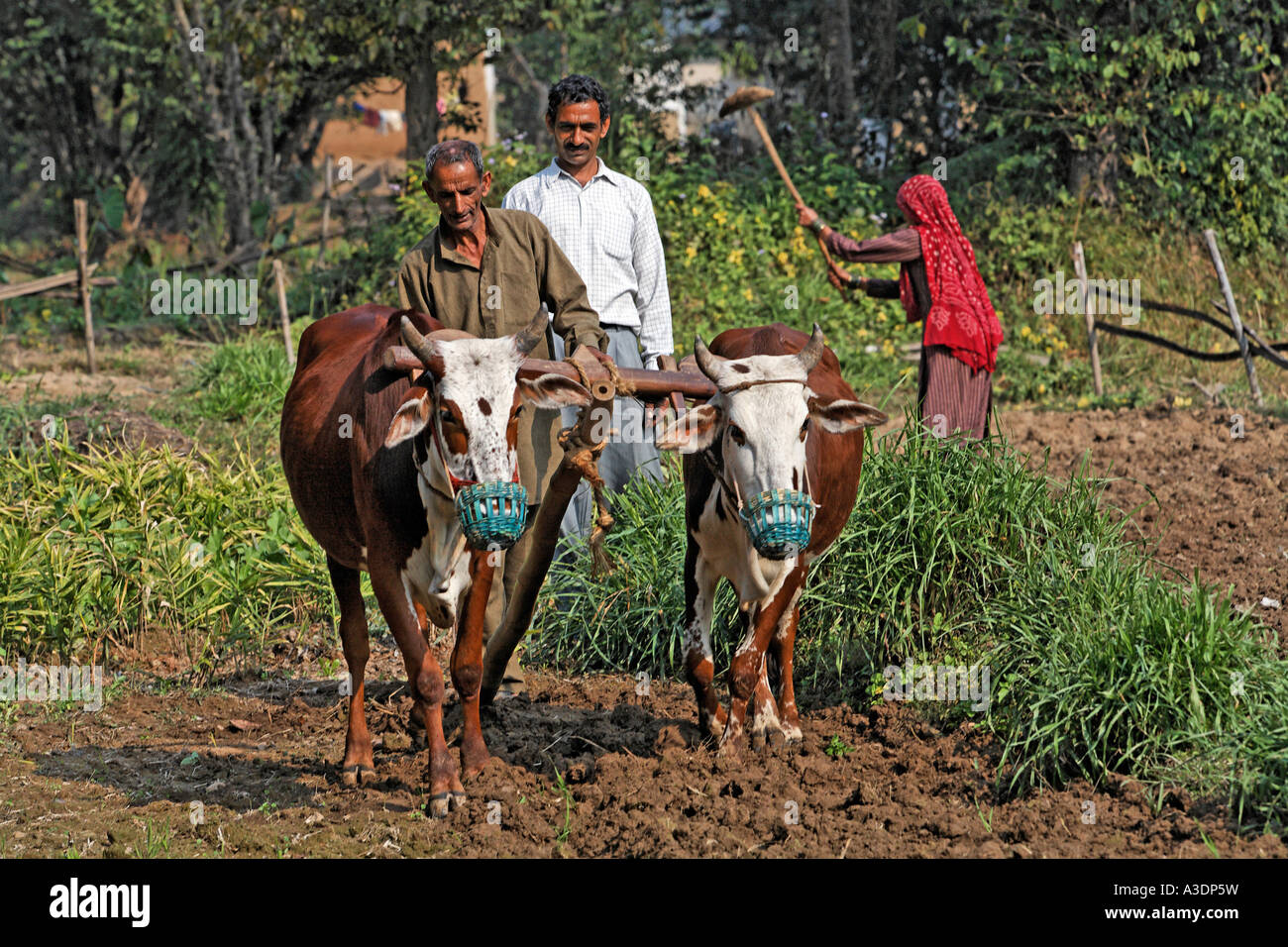 Indo-German-Changar-Eco-Development-Project, gli agricoltori arando il campo con un team di buoi, Dhanai. Di Palampur, Himachal Pradesh Foto Stock