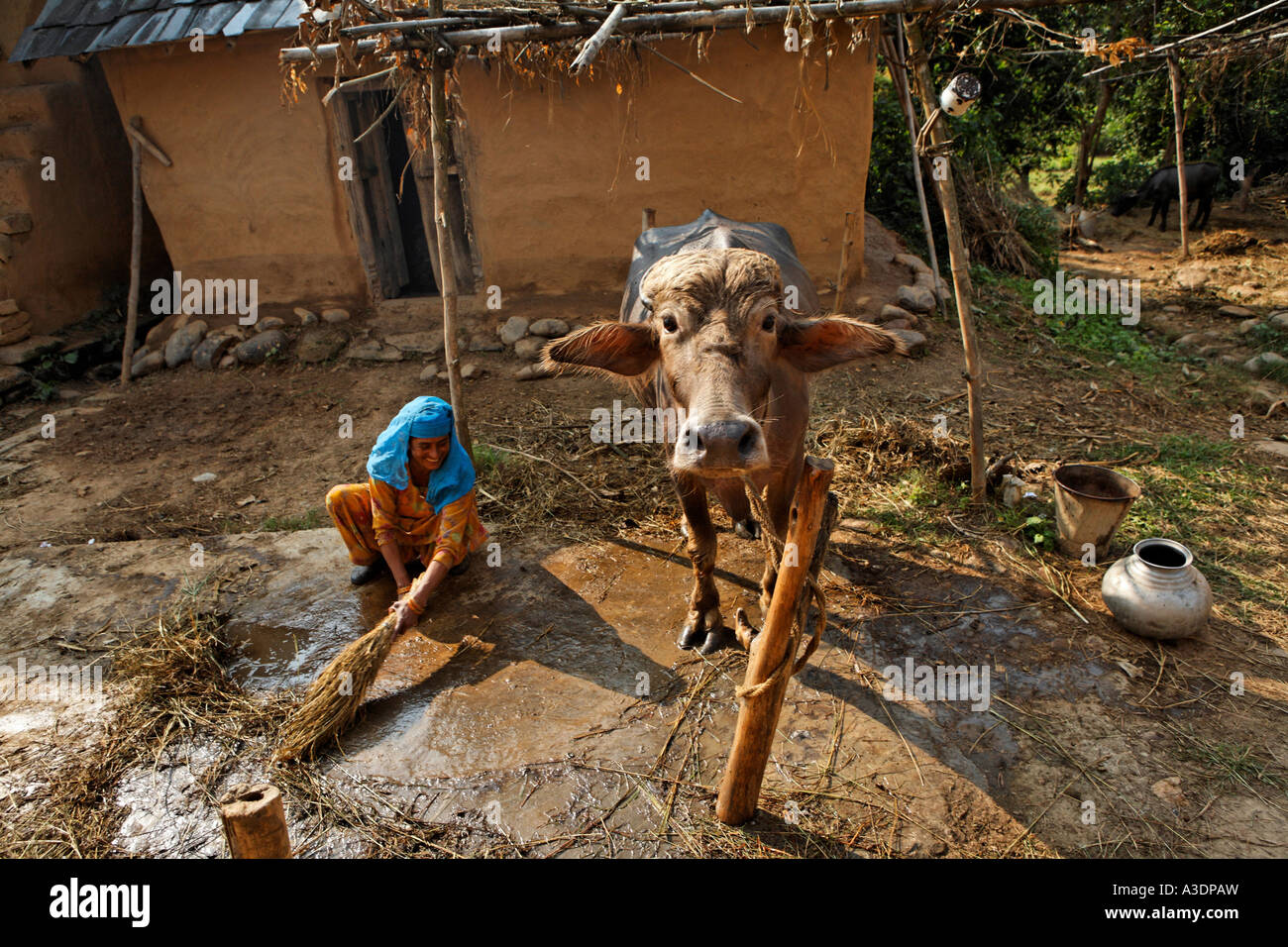 Indo-German-Changar-Eco-Development-Project, Kashri Dai è il lavaggio il suo bue, Kuhan, Palampur, Himachal Pradesh, India Foto Stock