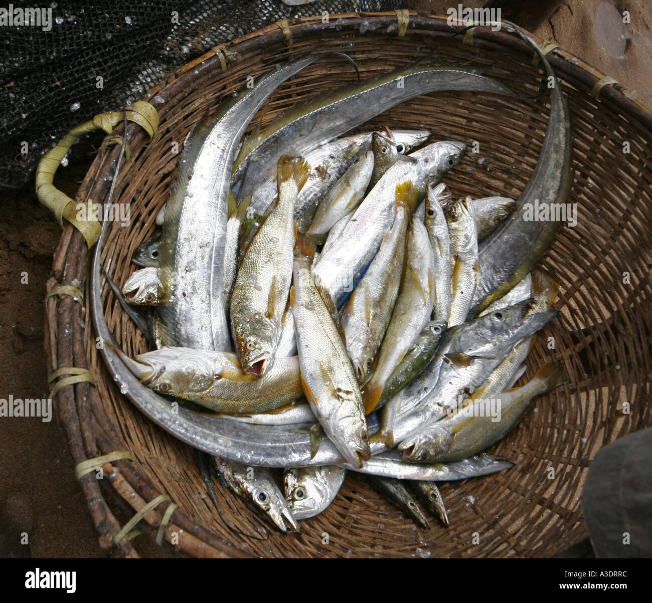 Lo Sri Lanka, il pesce per la vendita in un cestello rotondo sulla spiaggia a Beruwala Foto Stock