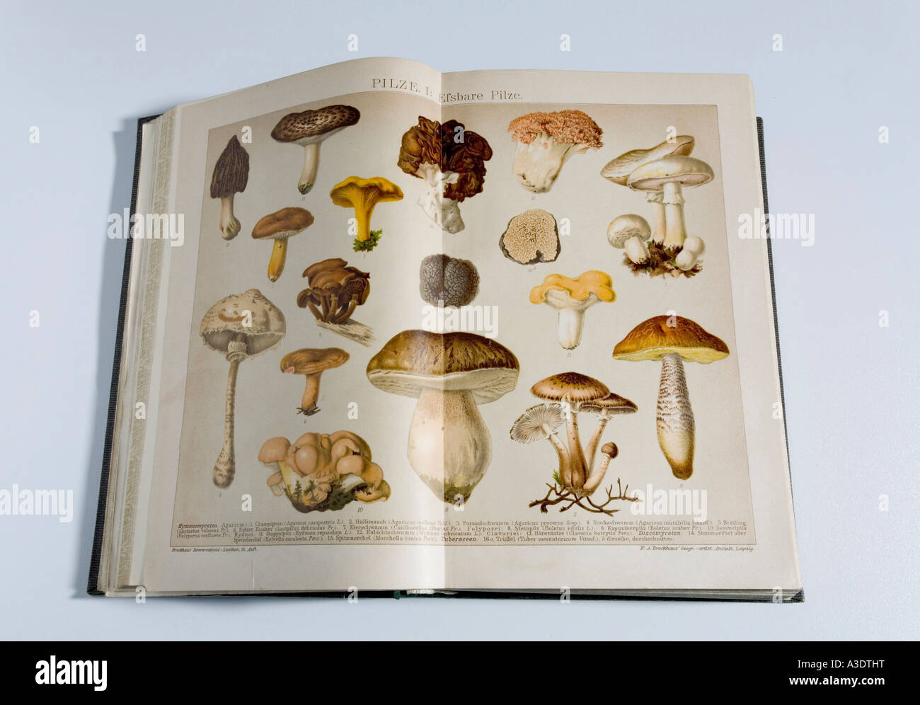 Foto di funghi commestibili in un tedesco encylopedia, edizione 1904 Foto Stock