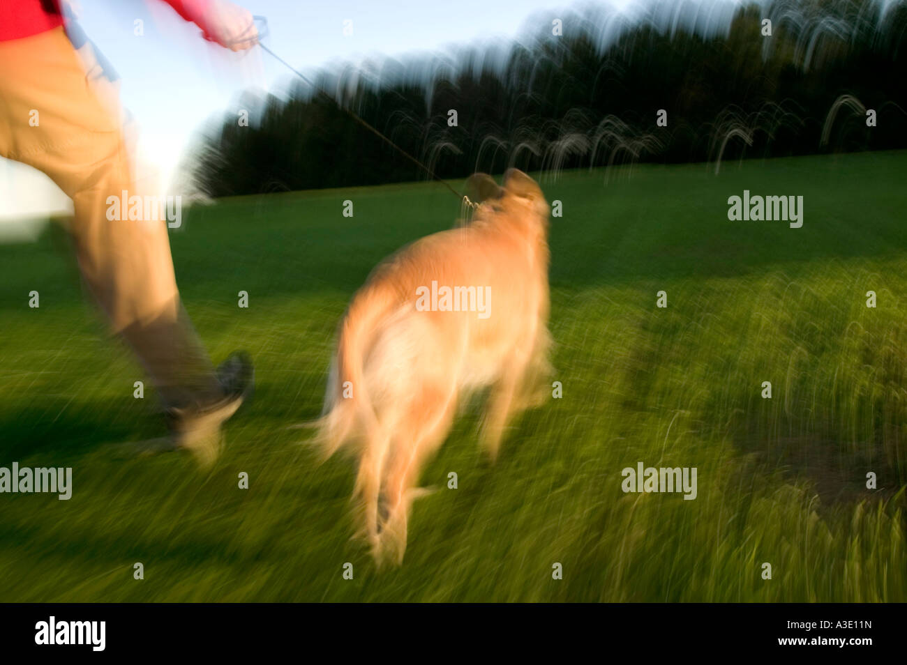 Ragazzo adolescente in esecuzione con il suo Golden Retriever cane nel verde dei campi erbosi di un parco. Foto Stock
